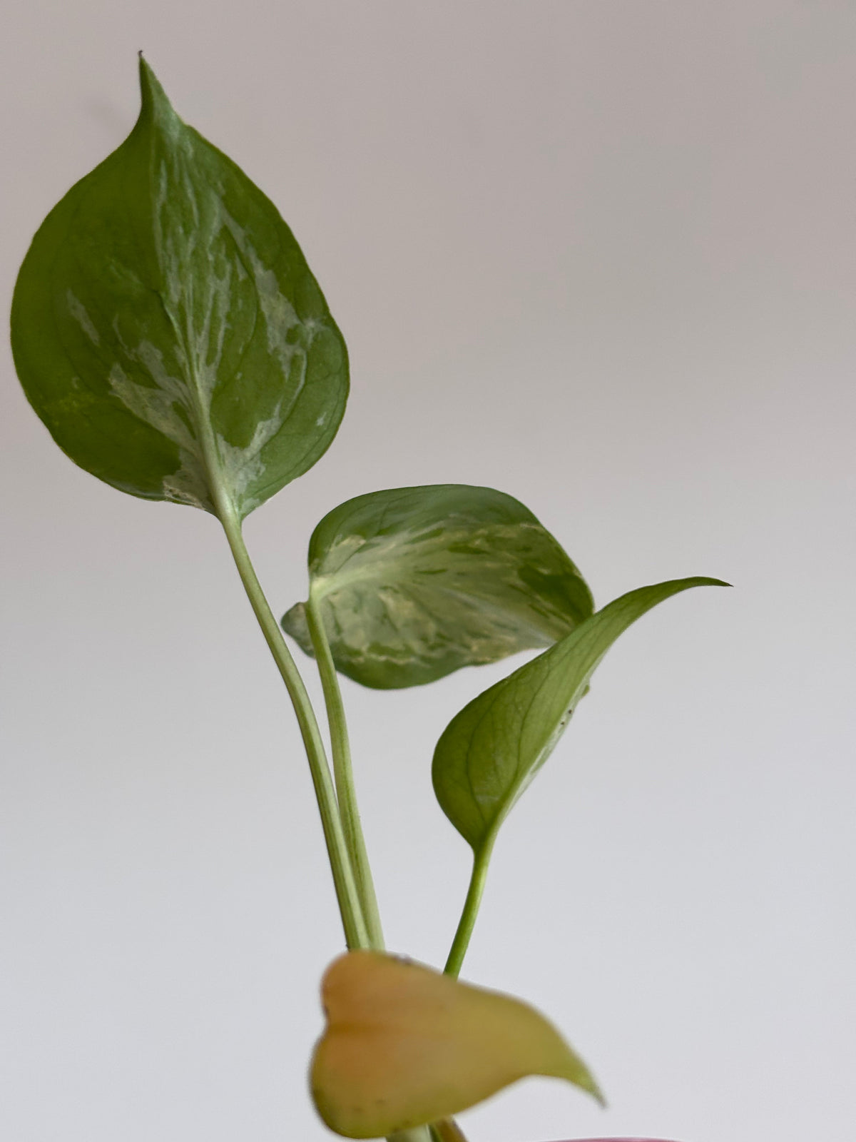 Monstera | Rare Monstera Houseplants