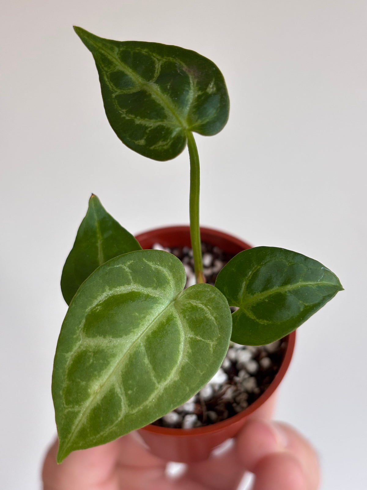 Anthurium | Rare Anthurium Houseplants
