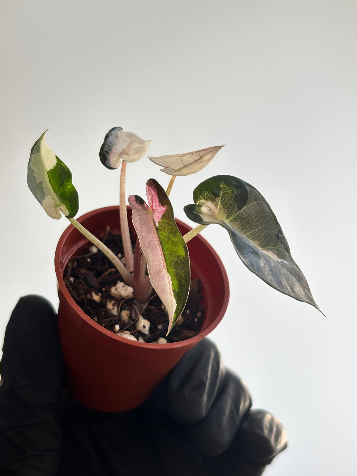 Alocasia Bambino Pink Variegated