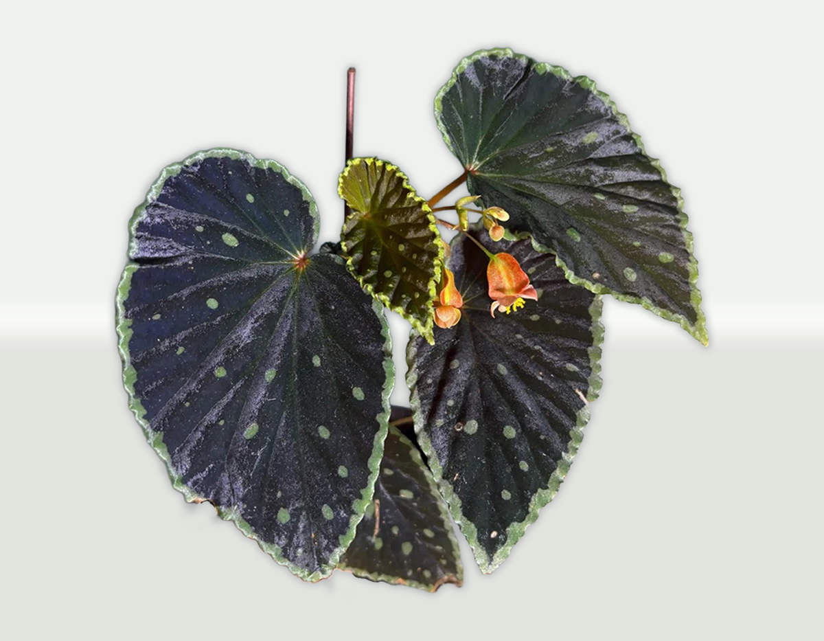 Begonia Darthvaderiana x Malachosticta