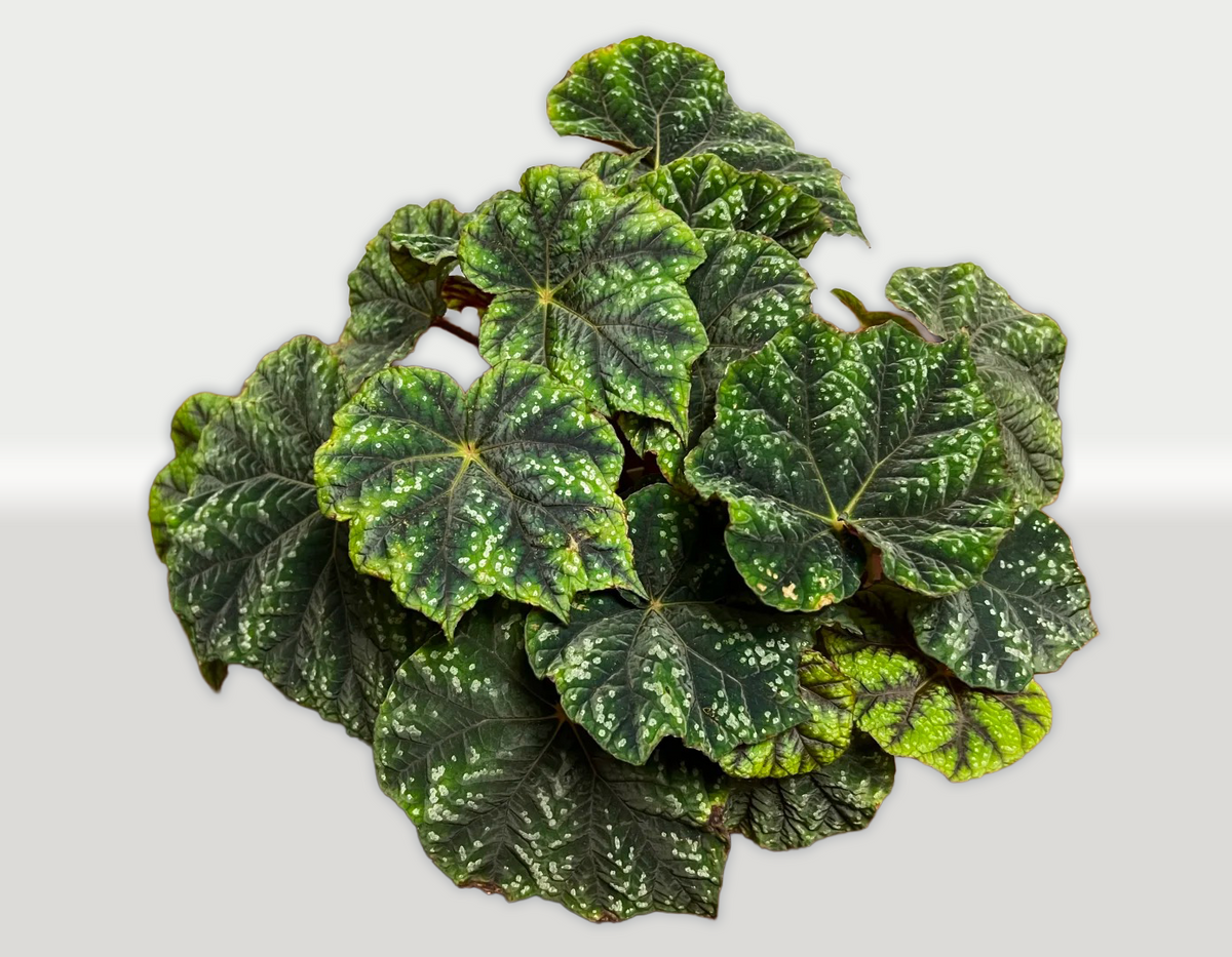 Begonia Pseudoedulis