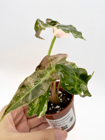 Alocasia Polly Pink Variegated #1 exact plant photo 2