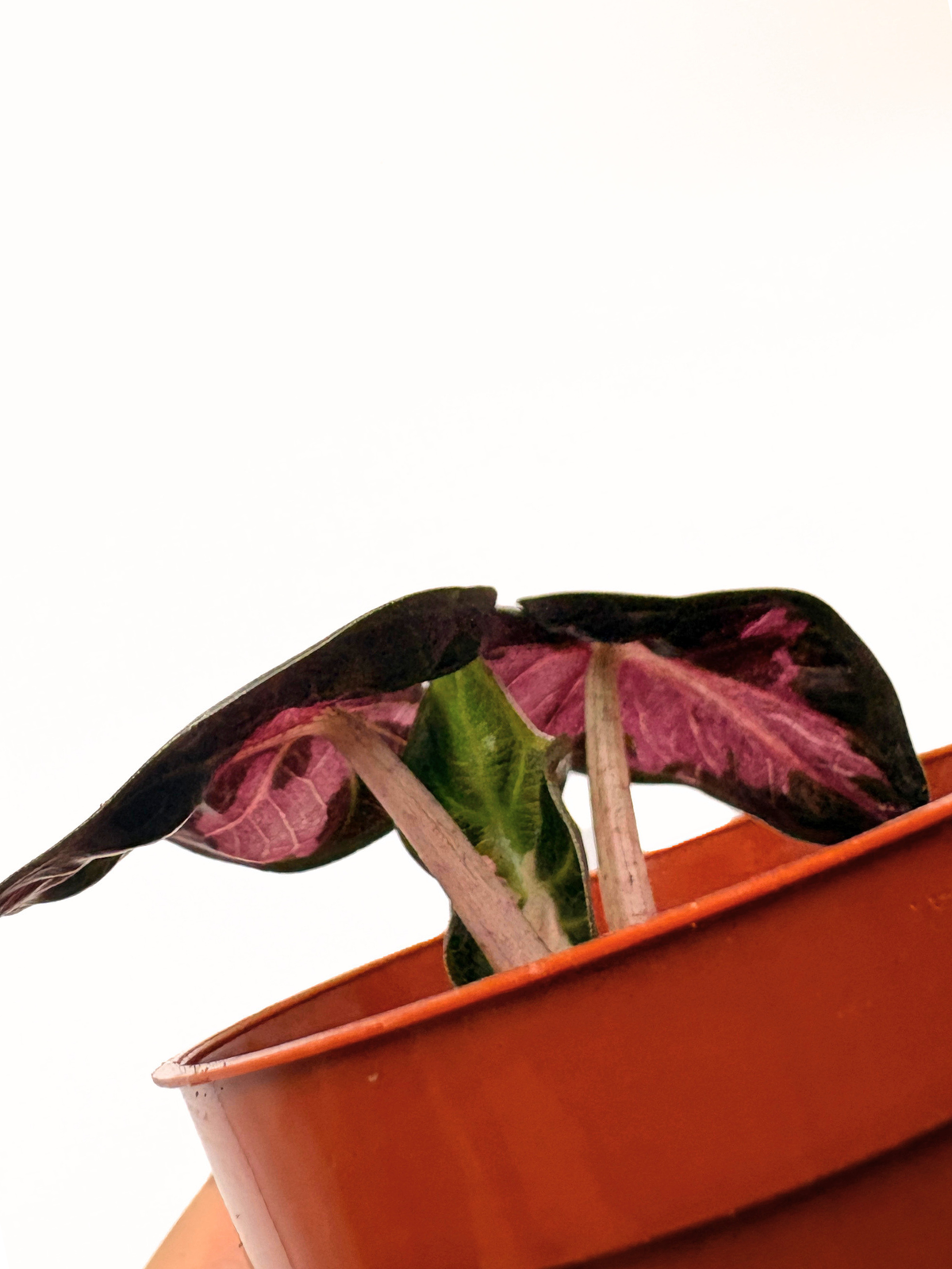 Alocasia Balloon Heart Pink Variegated #2 — photo 4
