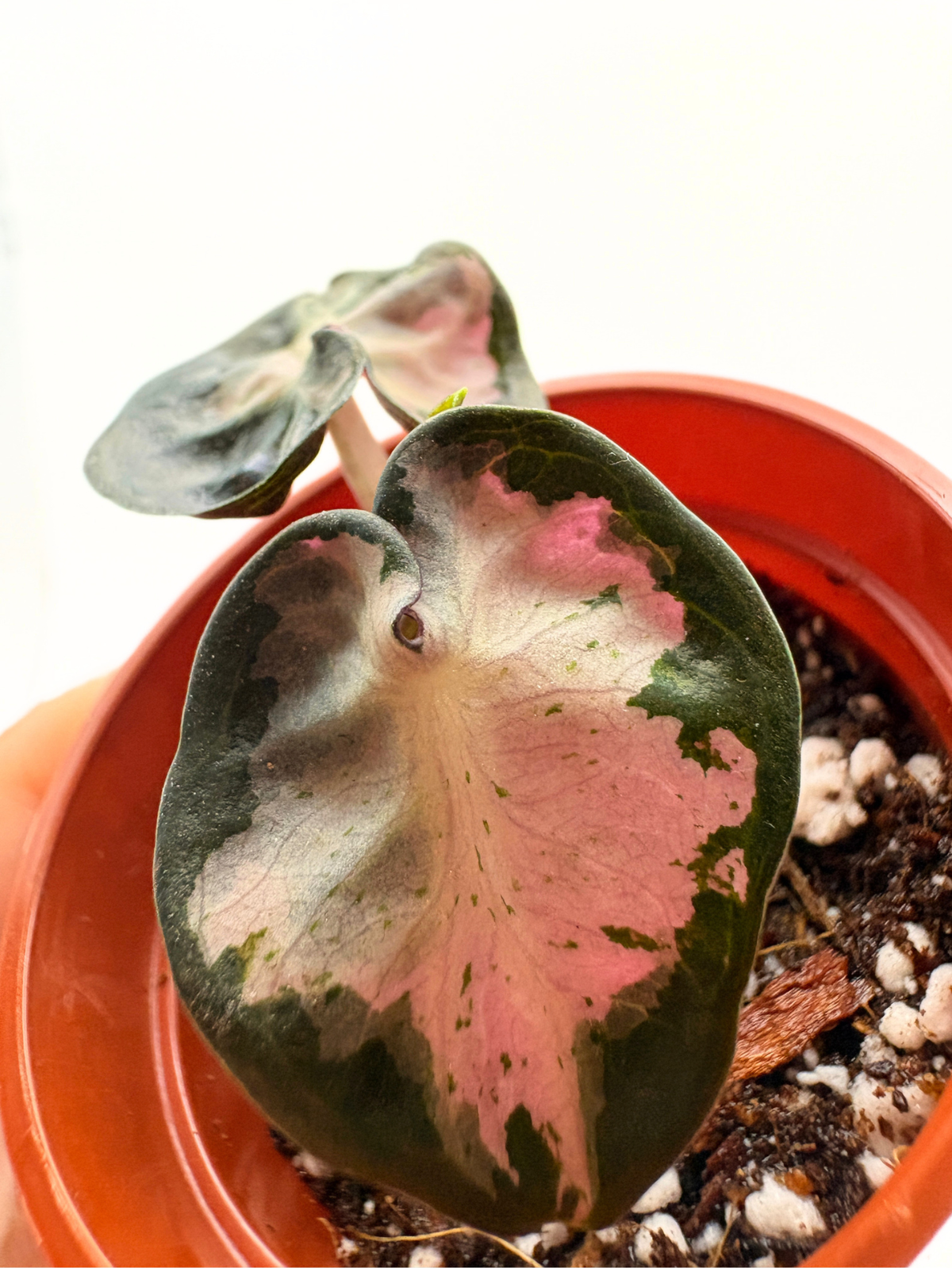 Alocasia Balloon Heart Pink Variegated #2 — photo 1