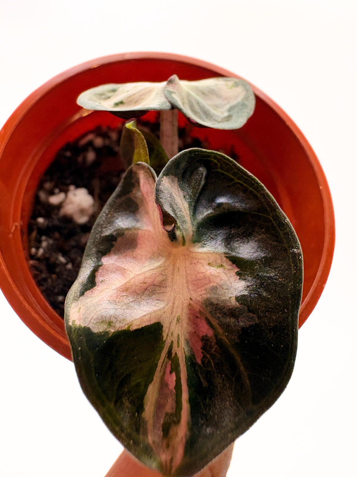 Alocasia Balloon Heart Pink Variegated #2 — photo 5