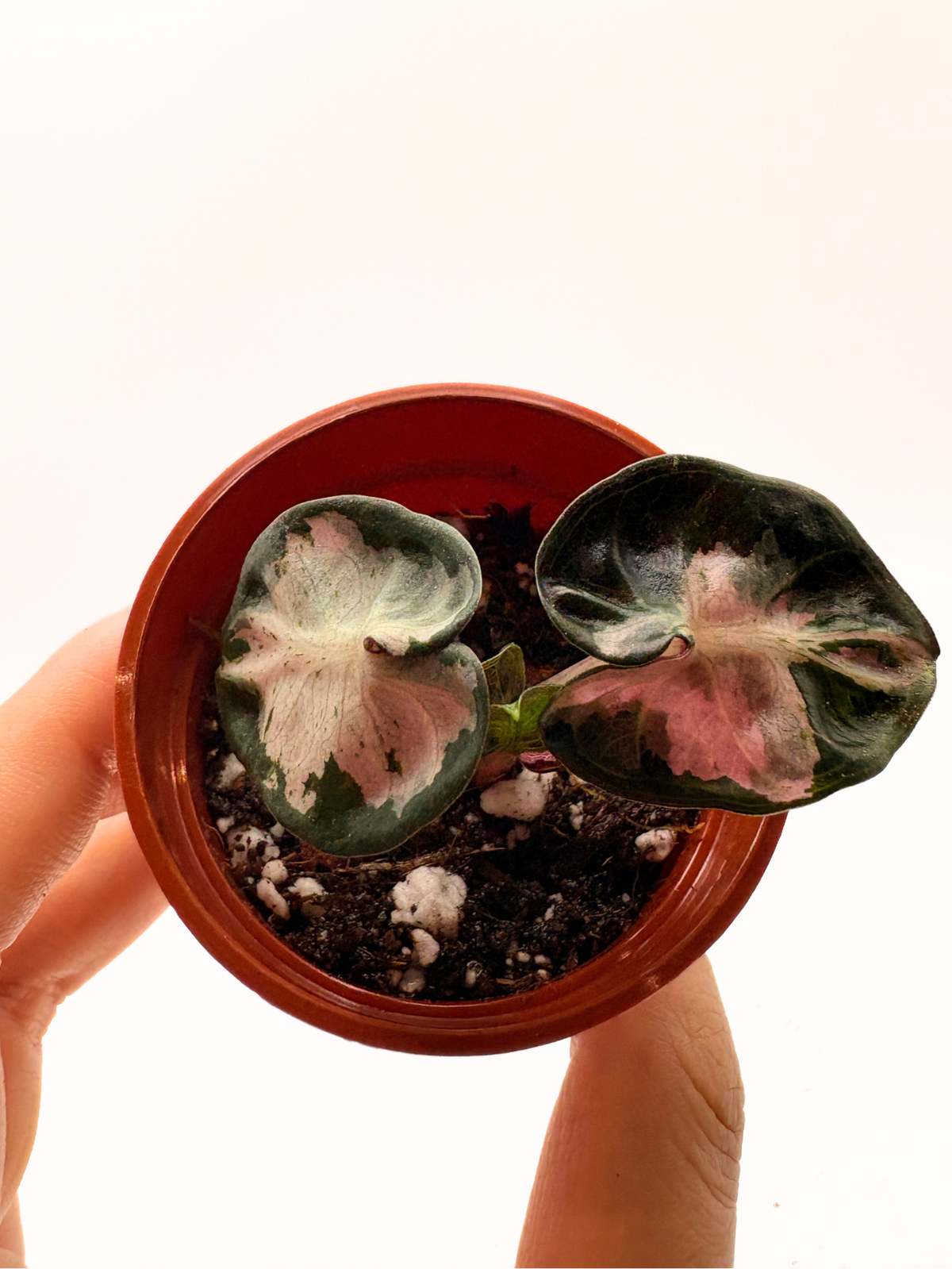 Alocasia Balloon Heart Pink Variegated #2 — photo 6