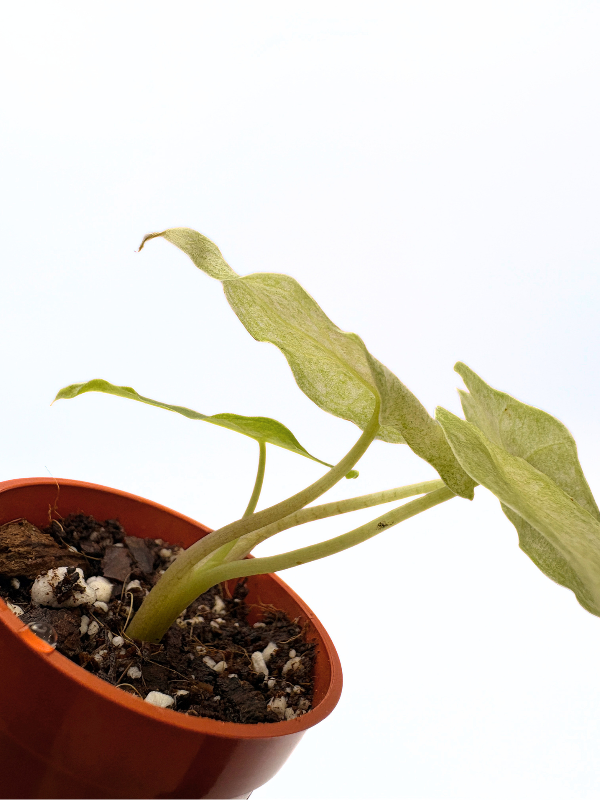 Alocasia Black Saturn Stardust Variegated #1 — photo 3