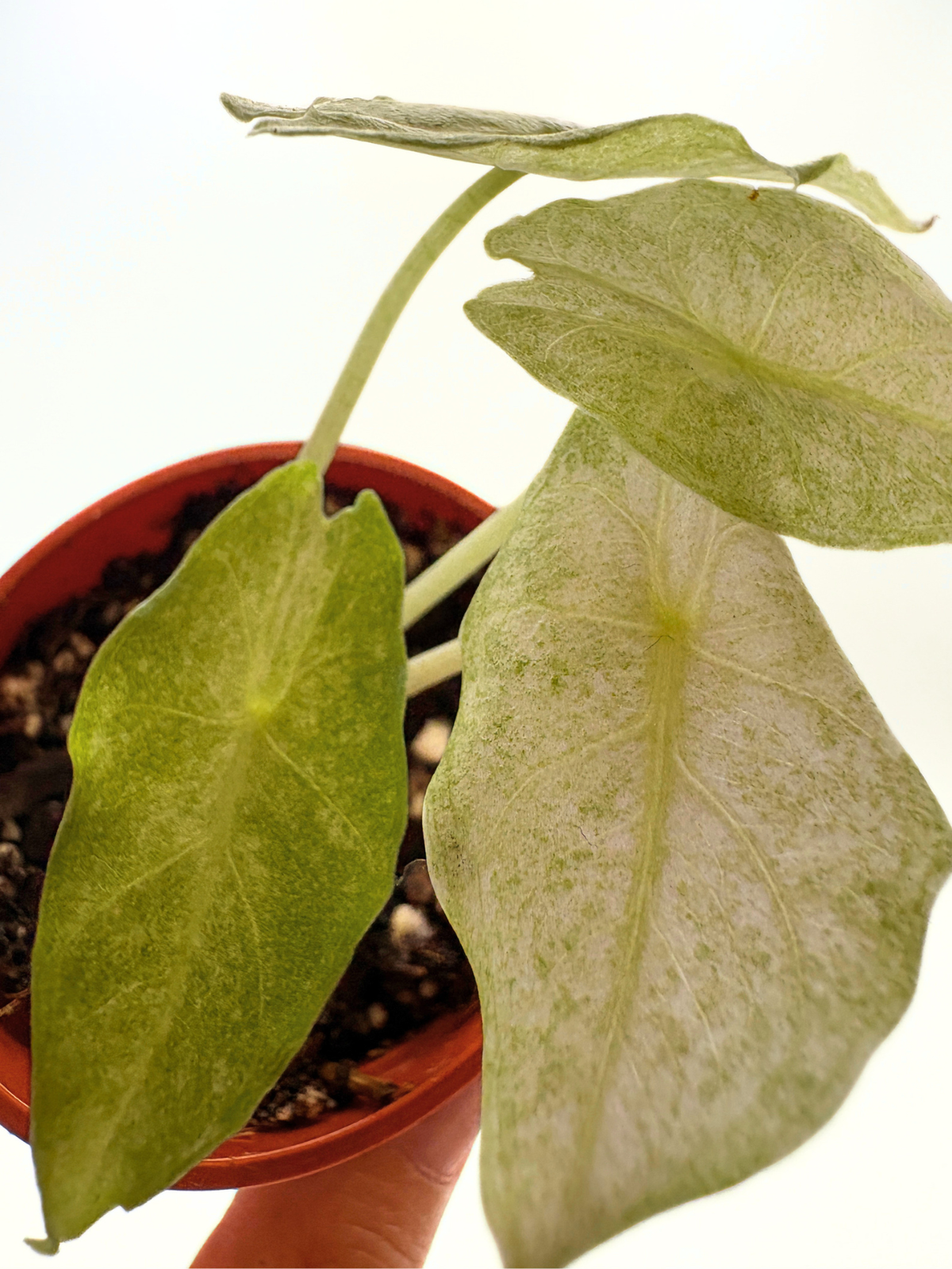 Alocasia Black Saturn Stardust Variegated #1 — photo 2