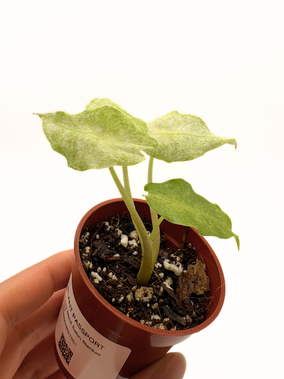 Alocasia Black Saturn Stardust Variegated #1 — photo 4
