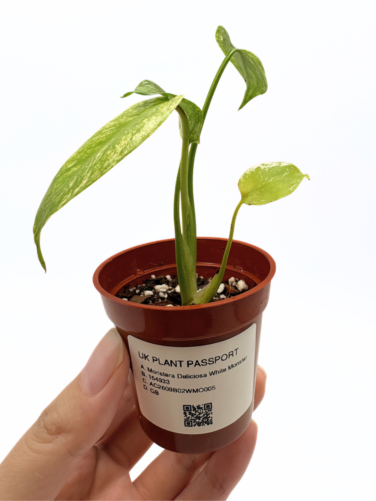 Monstera Deliciosa White Monster #5 — photo 6