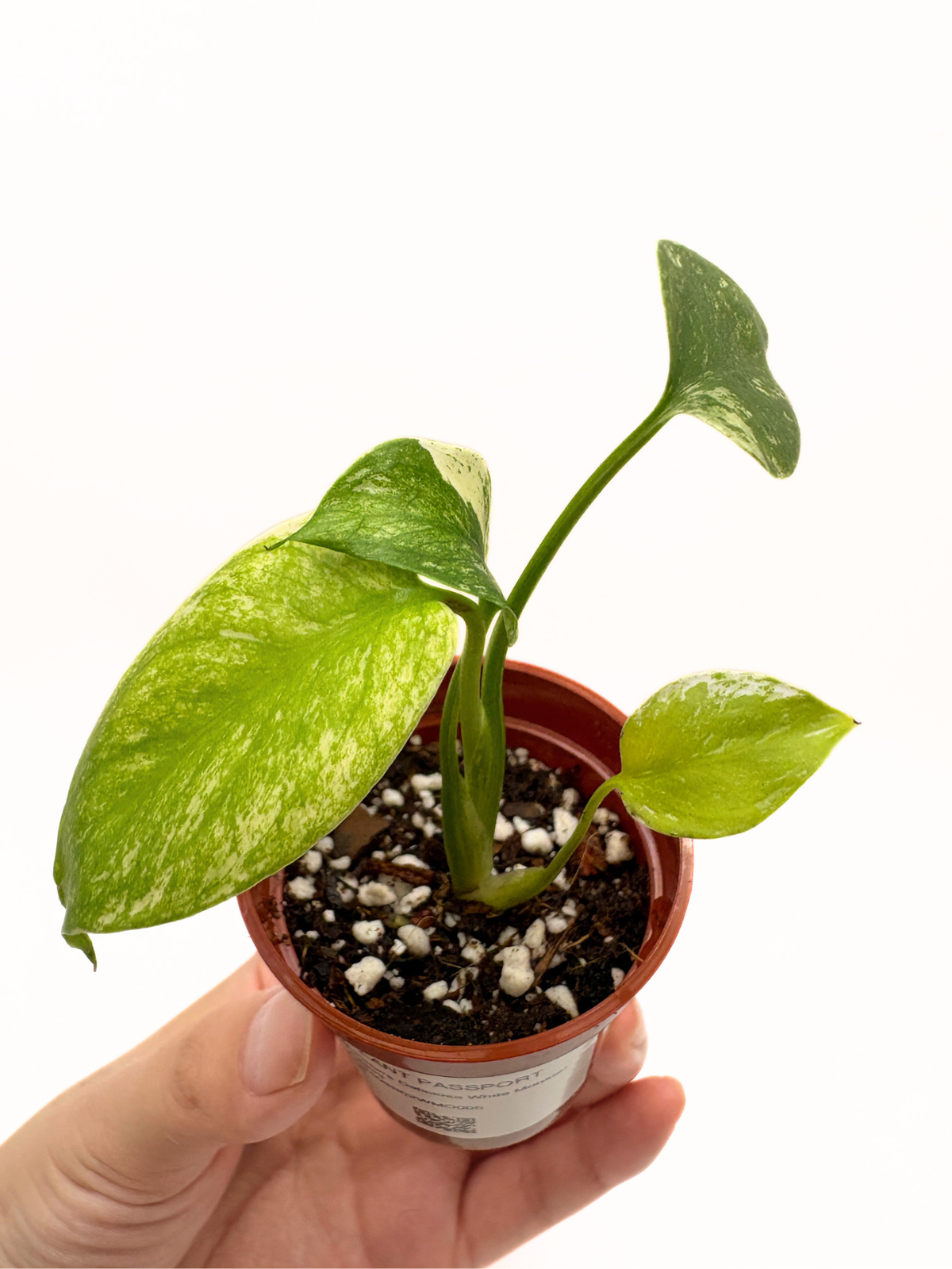 Monstera Deliciosa White Monster #5 — photo 2