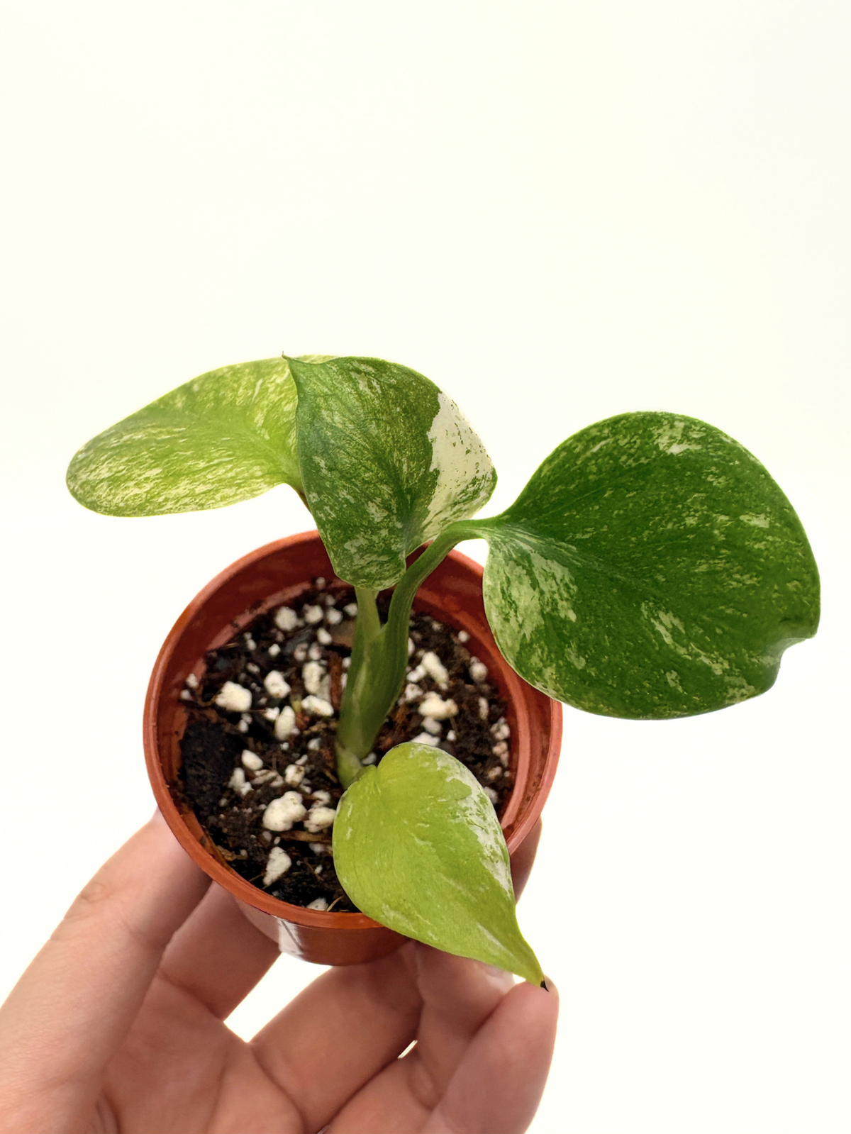 Monstera Deliciosa White Monster #5 — photo 3