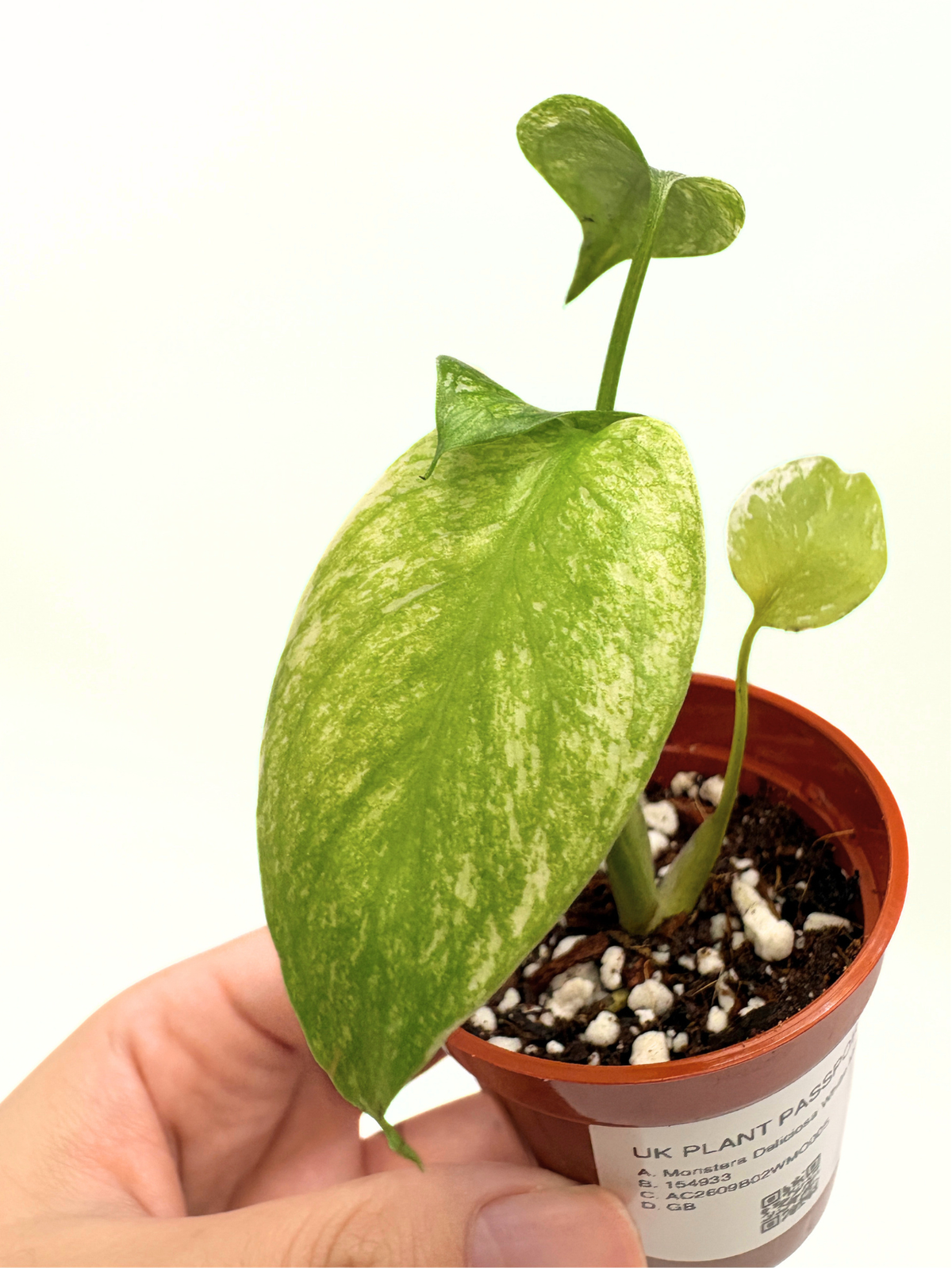 Monstera Deliciosa White Monster #5 — photo 1