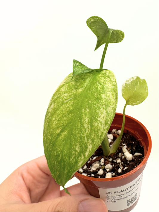Monstera Deliciosa White Monster #5 — photo 1