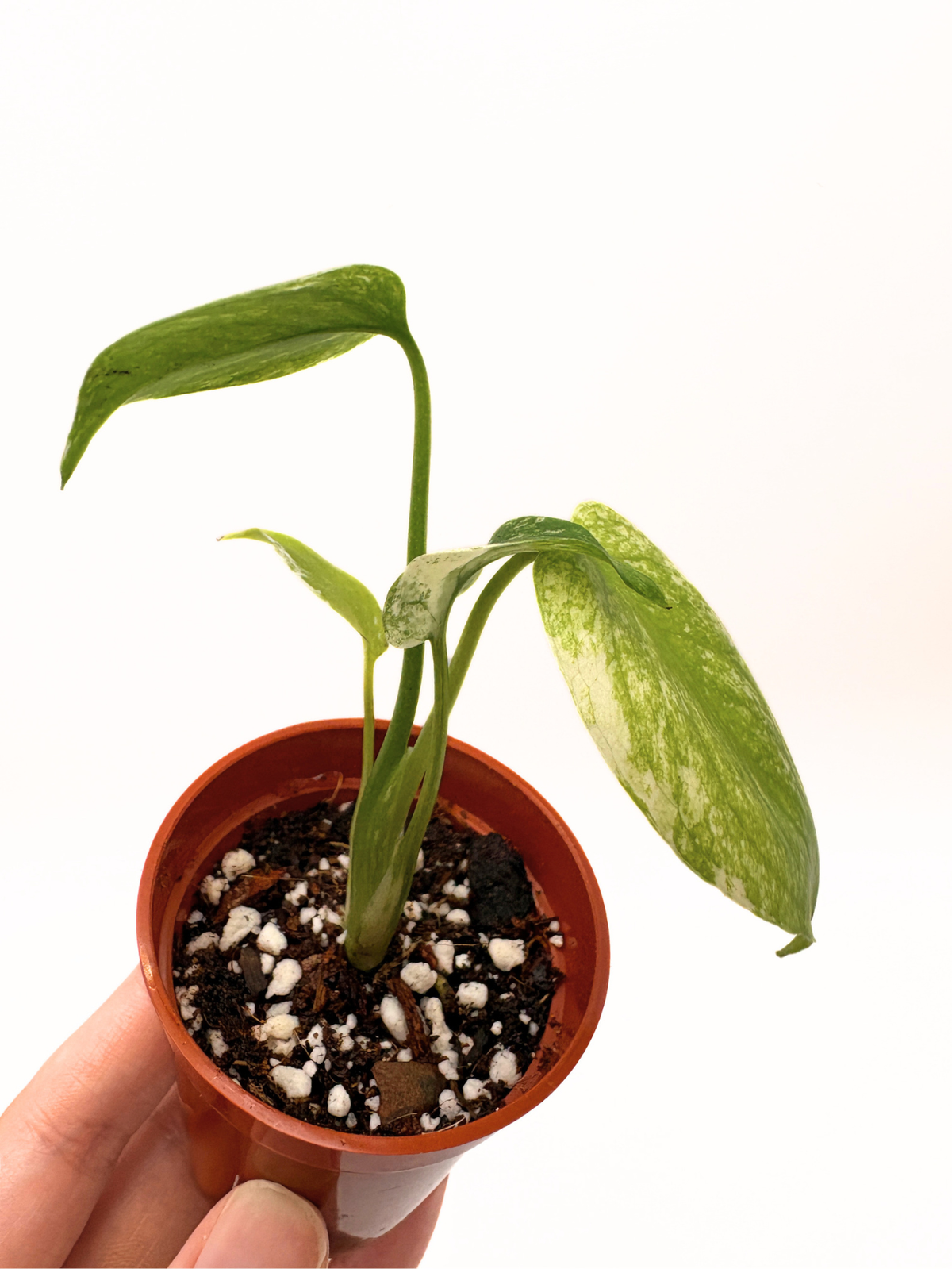 Monstera Deliciosa White Monster #5 — photo 4