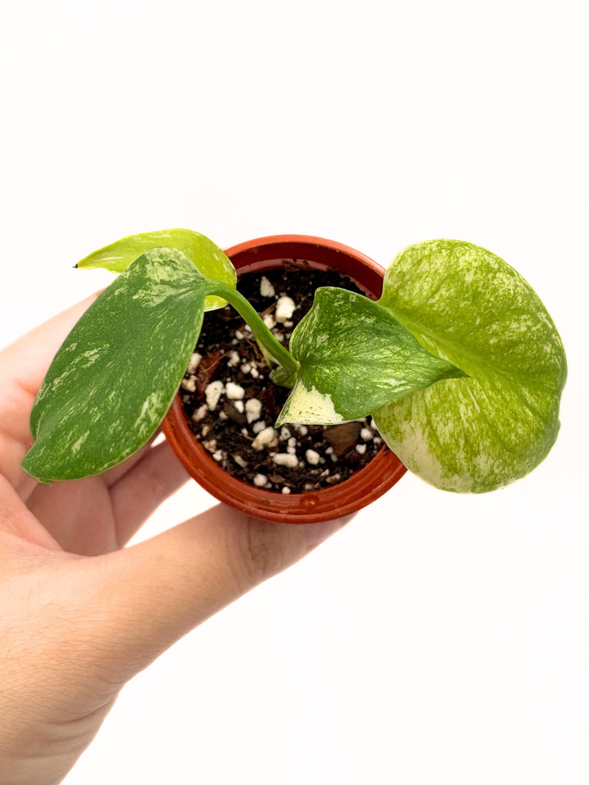 Monstera Deliciosa White Monster #5 — photo 5