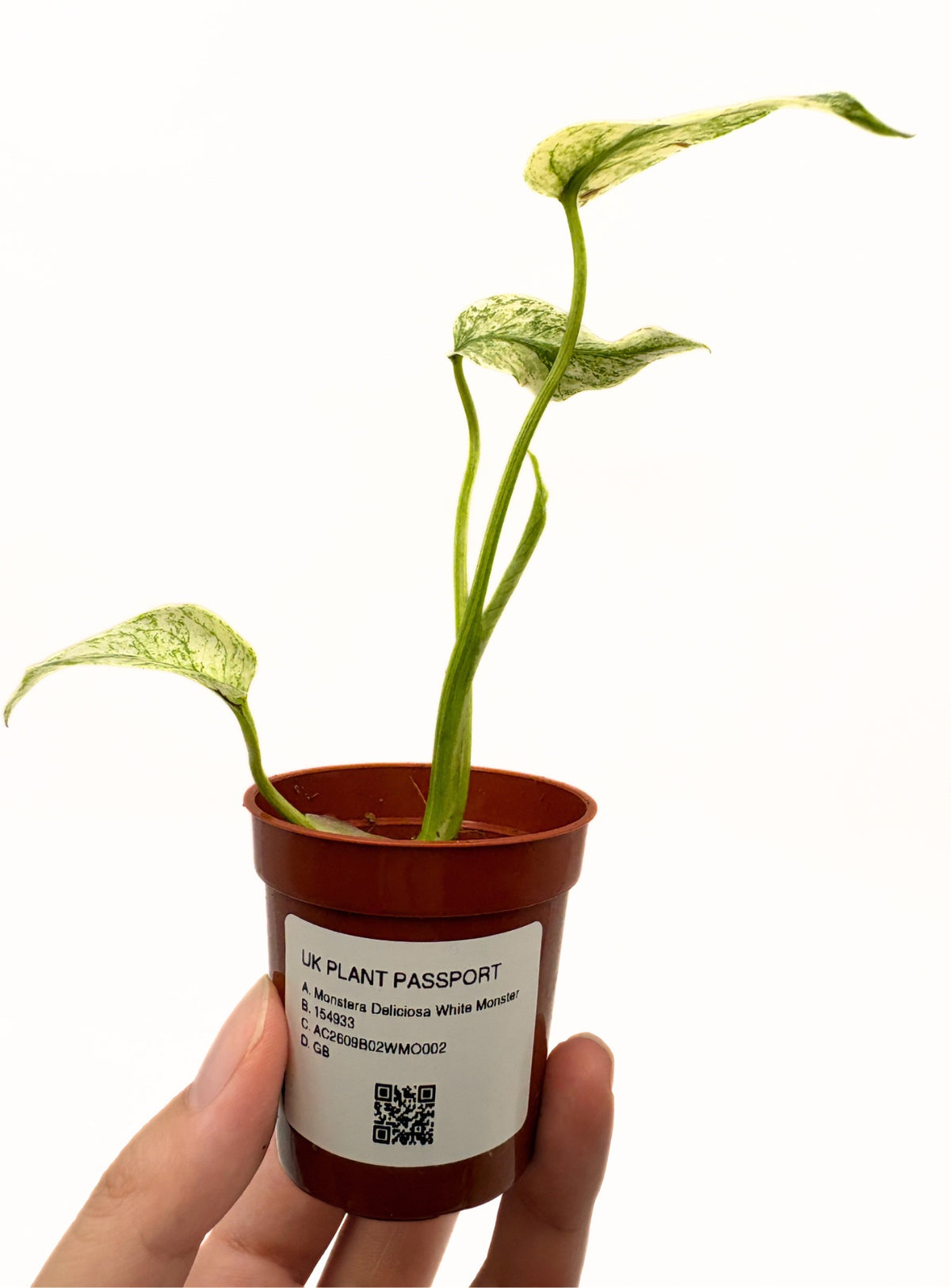 Monstera Deliciosa White Monster #2 exact plant photo 5