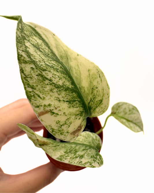 Monstera Deliciosa White Monster #2 exact plant photo 1