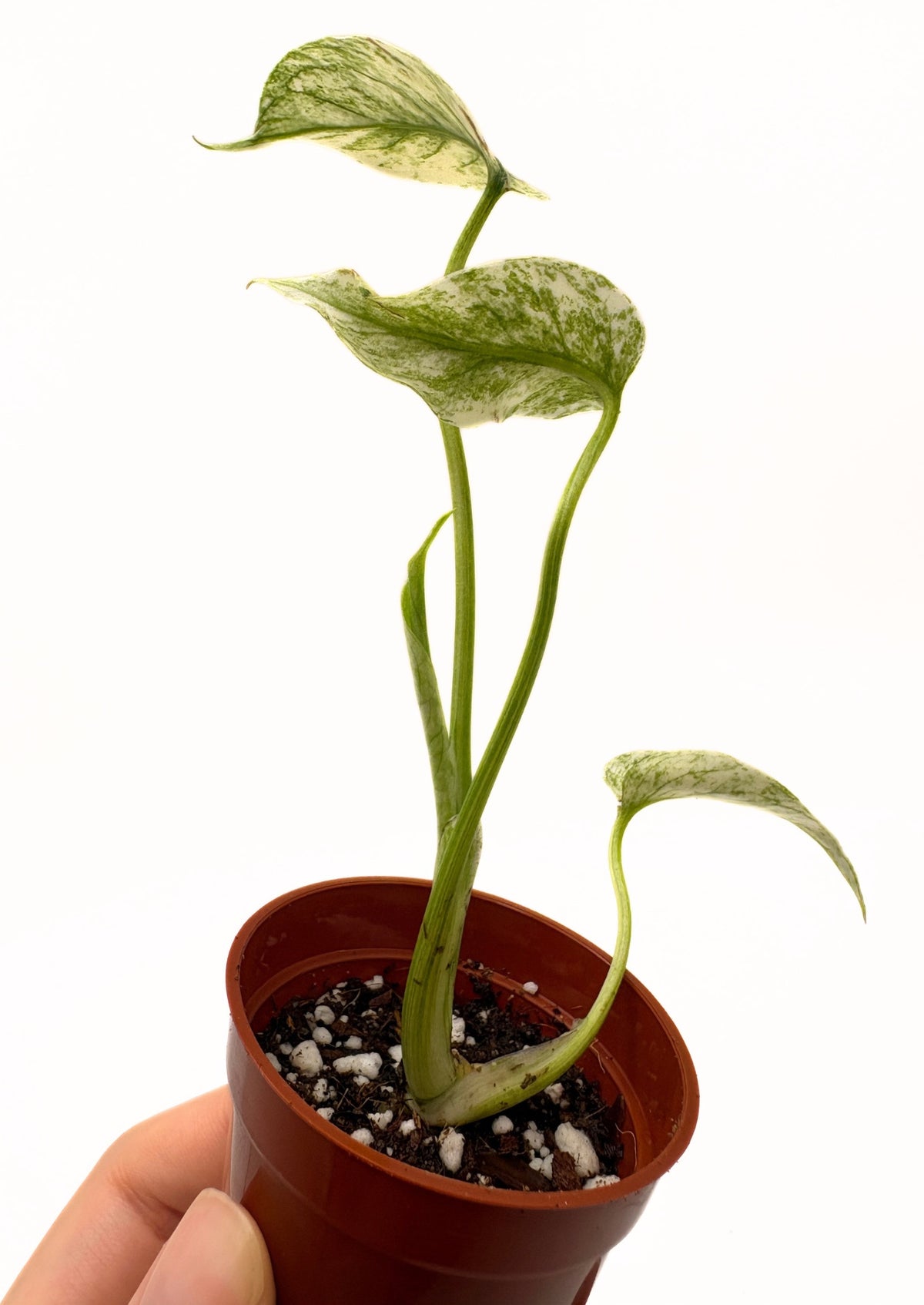 Monstera Deliciosa White Monster #2 exact plant photo 3