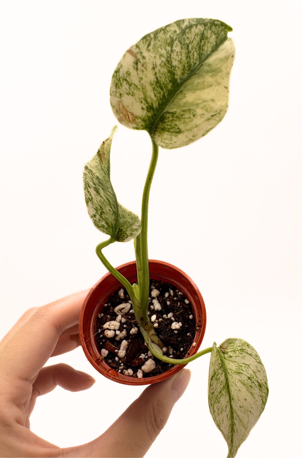 Monstera Deliciosa White Monster #2 exact plant photo 4
