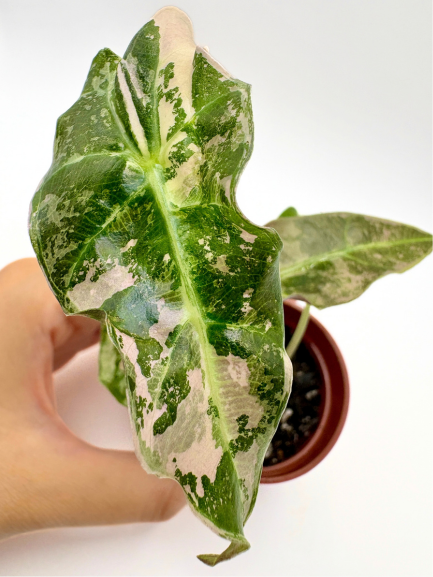 Alocasia Polly Pink Variegated #1 exact plant photo 1