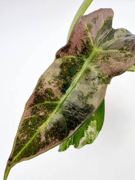 Alocasia Polly Pink Variegated #1 exact plant photo 3