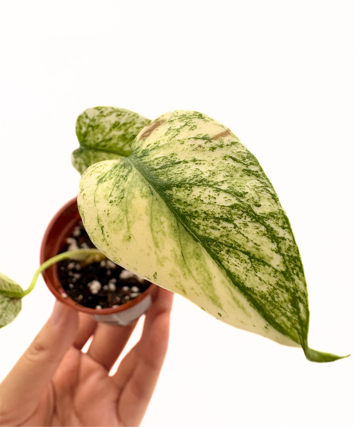 Monstera Deliciosa White Monster #2 exact plant photo 2