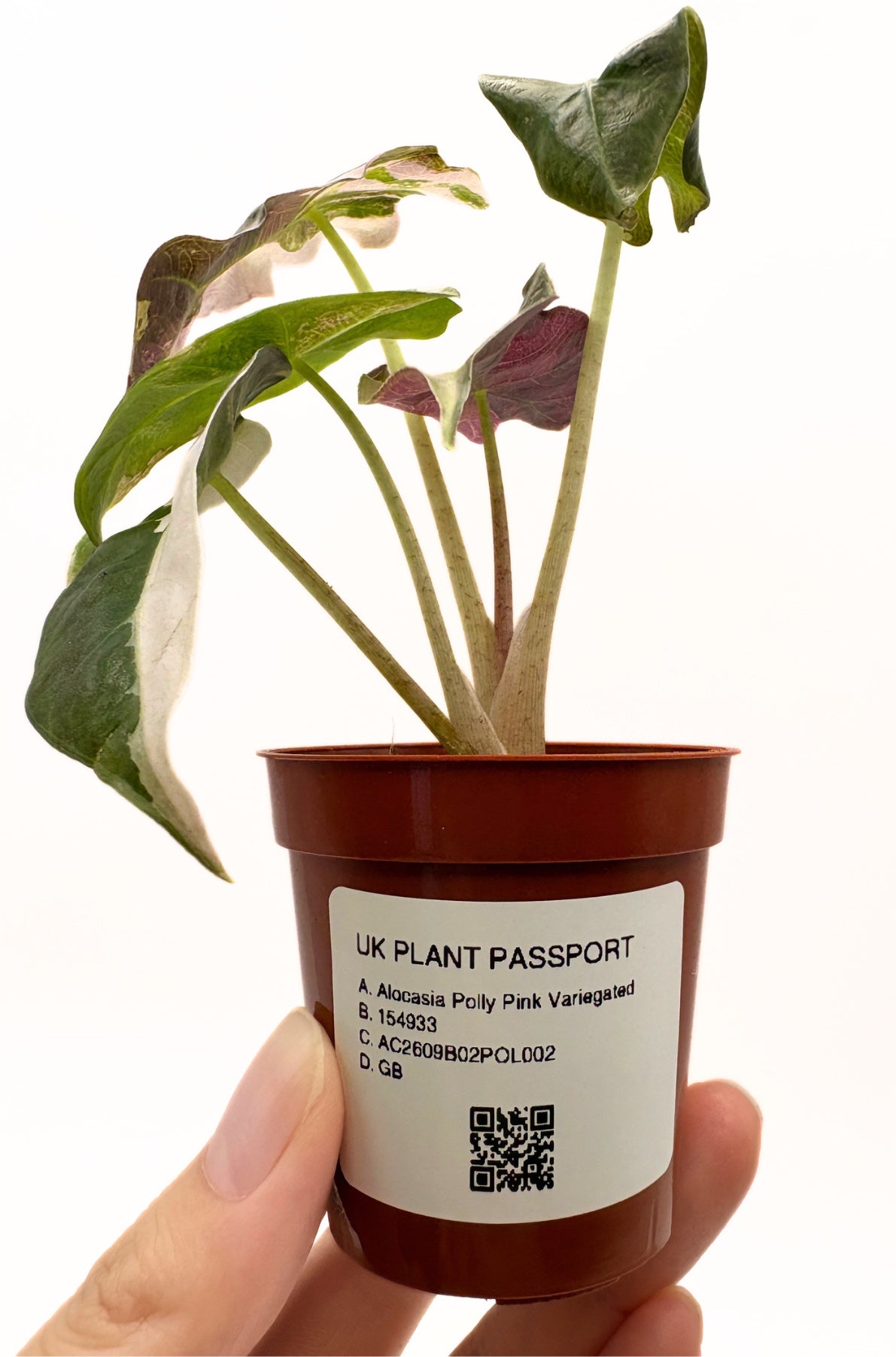 Alocasia Polly Pink Variegated #2 exact plant photo 4