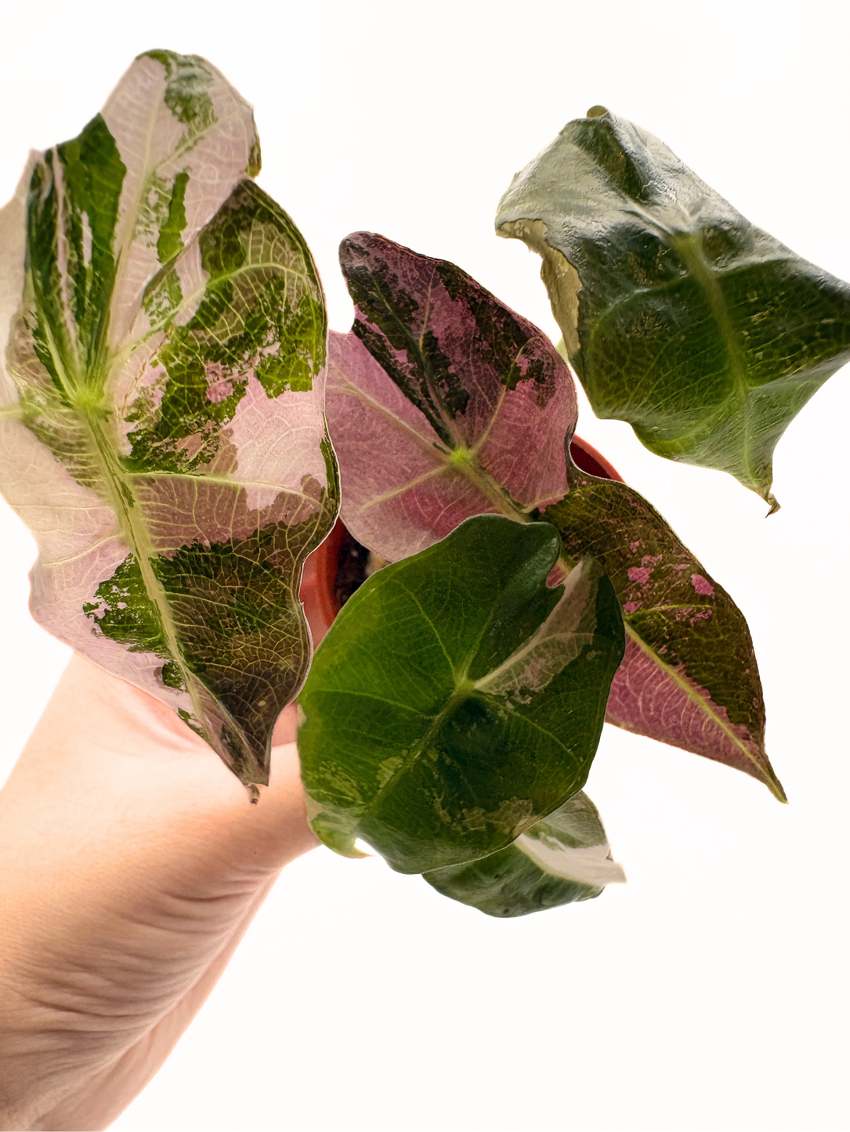 Alocasia Polly Pink Variegated #2 exact plant photo 2