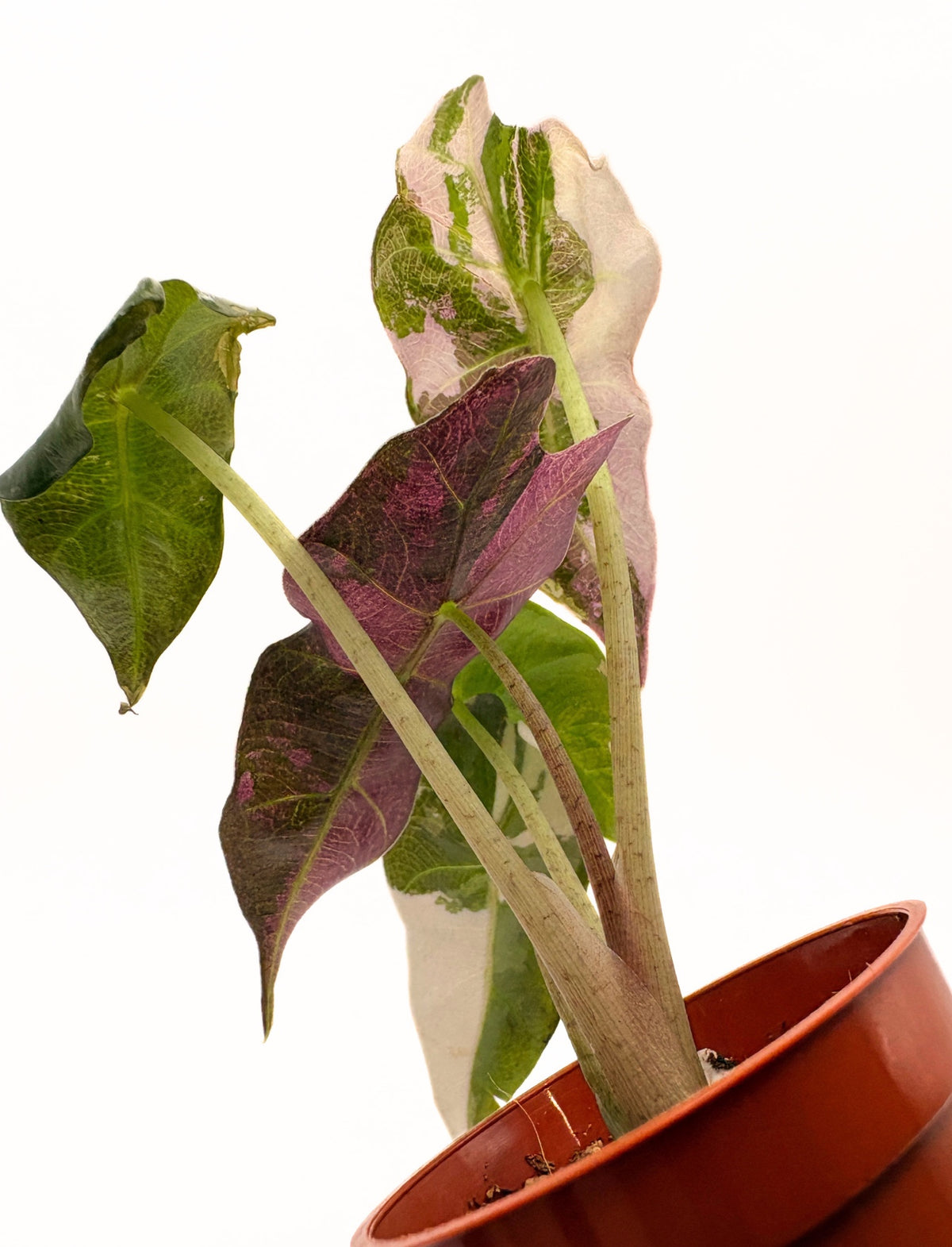 Alocasia Polly Pink Variegated #2 exact plant photo 5