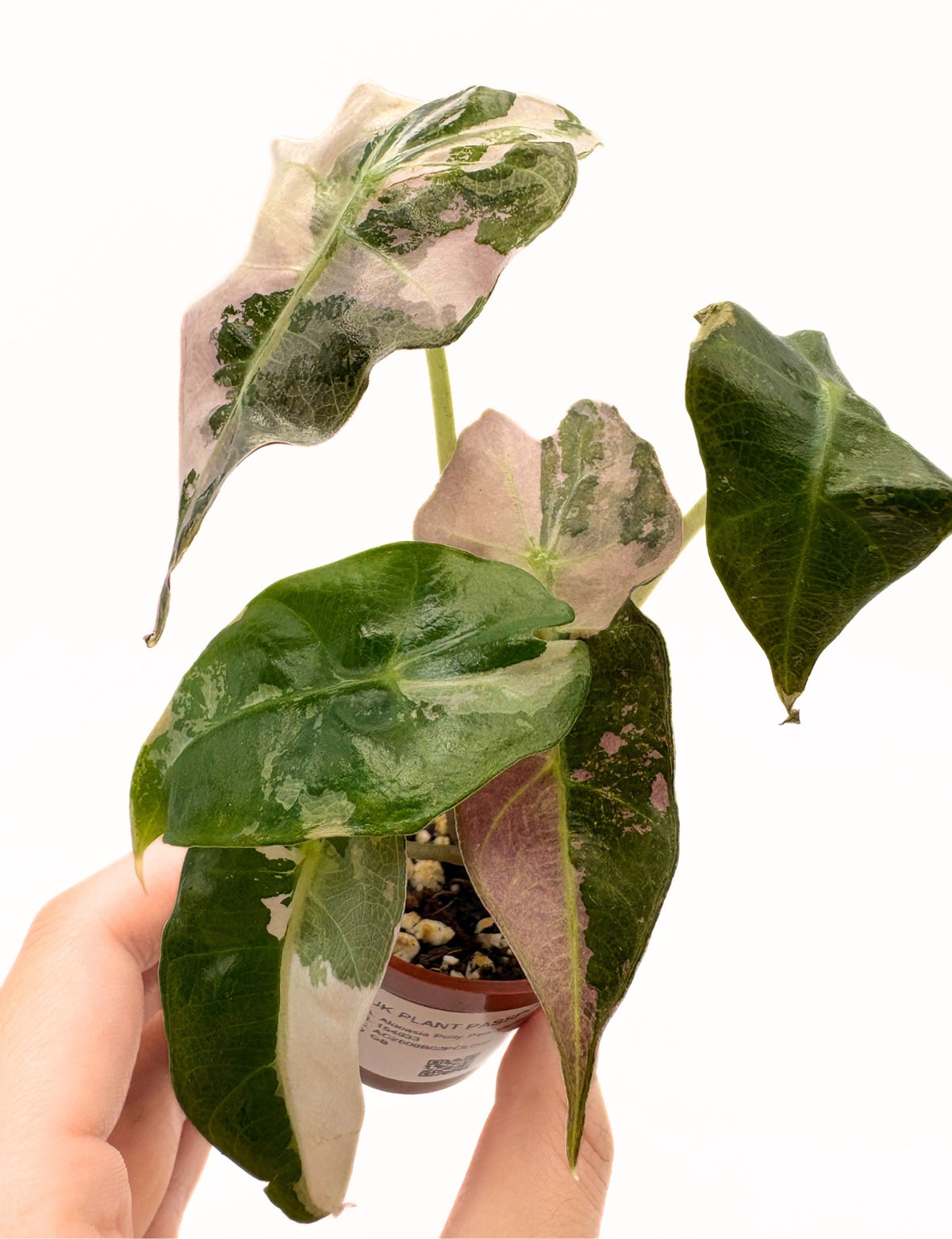 Alocasia Polly Pink Variegated #2 exact plant photo 3