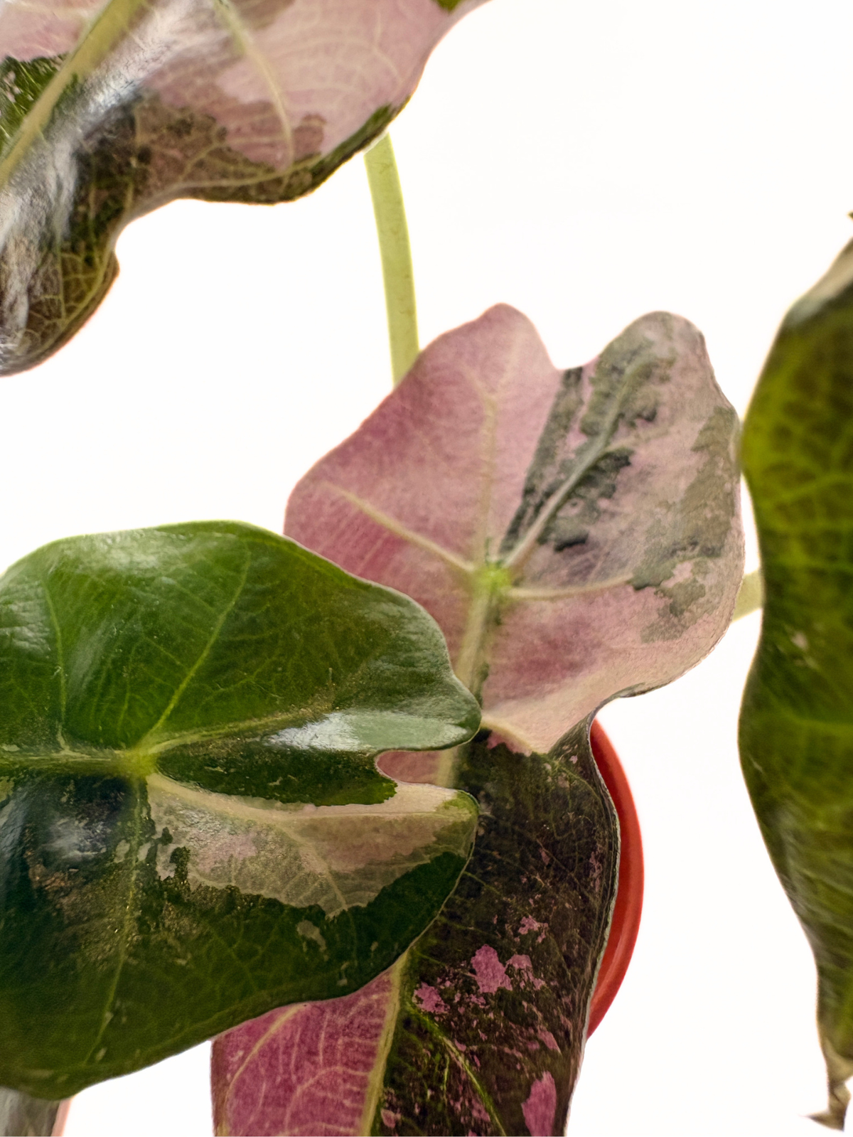 Alocasia Polly Pink Variegated #2 exact plant photo 6