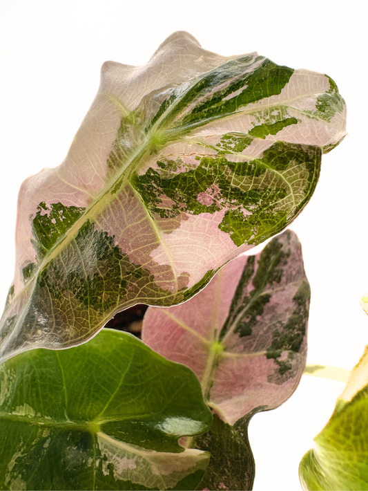 Alocasia Polly Pink Variegated #2 exact plant photo 1
