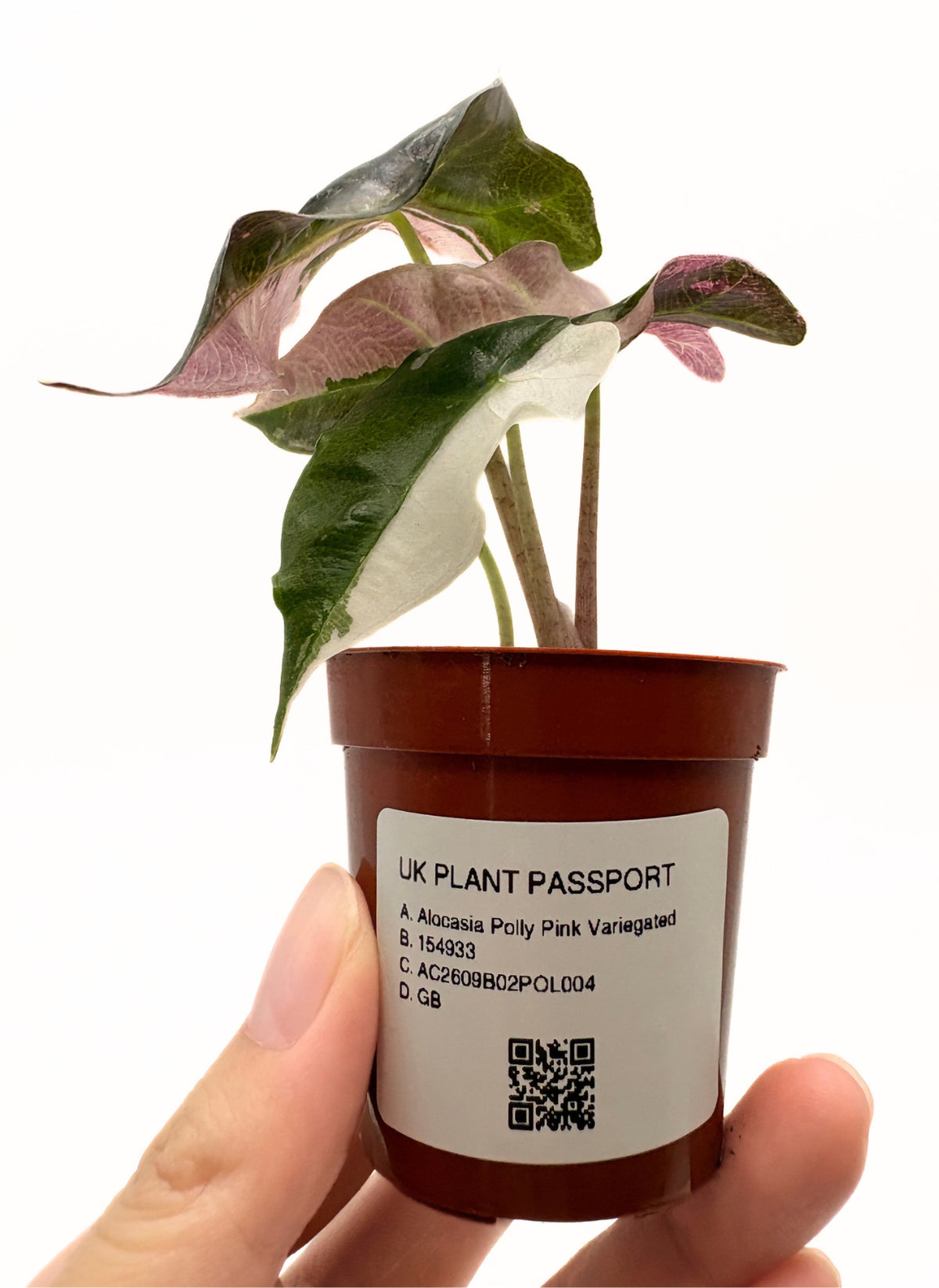 Alocasia Polly Pink Variegated #4 exact plant photo 3