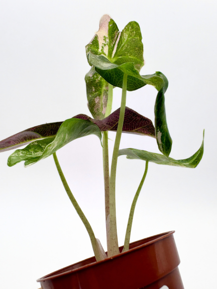 Alocasia Polly Pink Variegated #1 exact plant photo 4