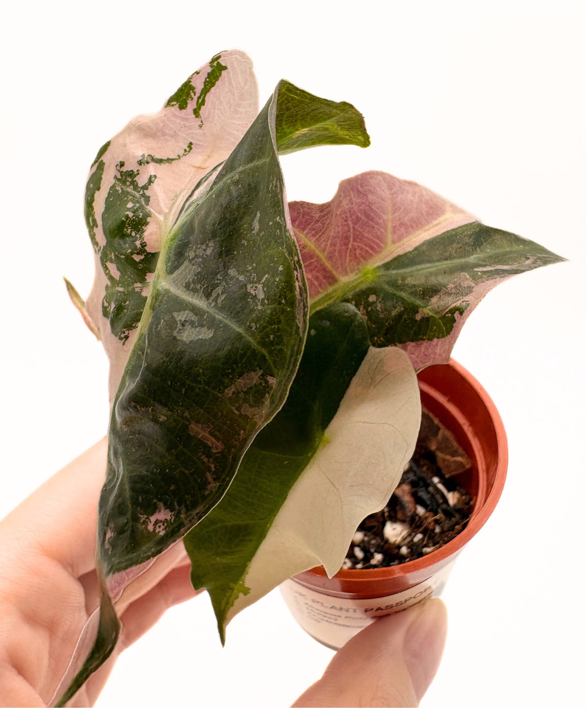 Alocasia Polly Pink Variegated #4 exact plant photo 2