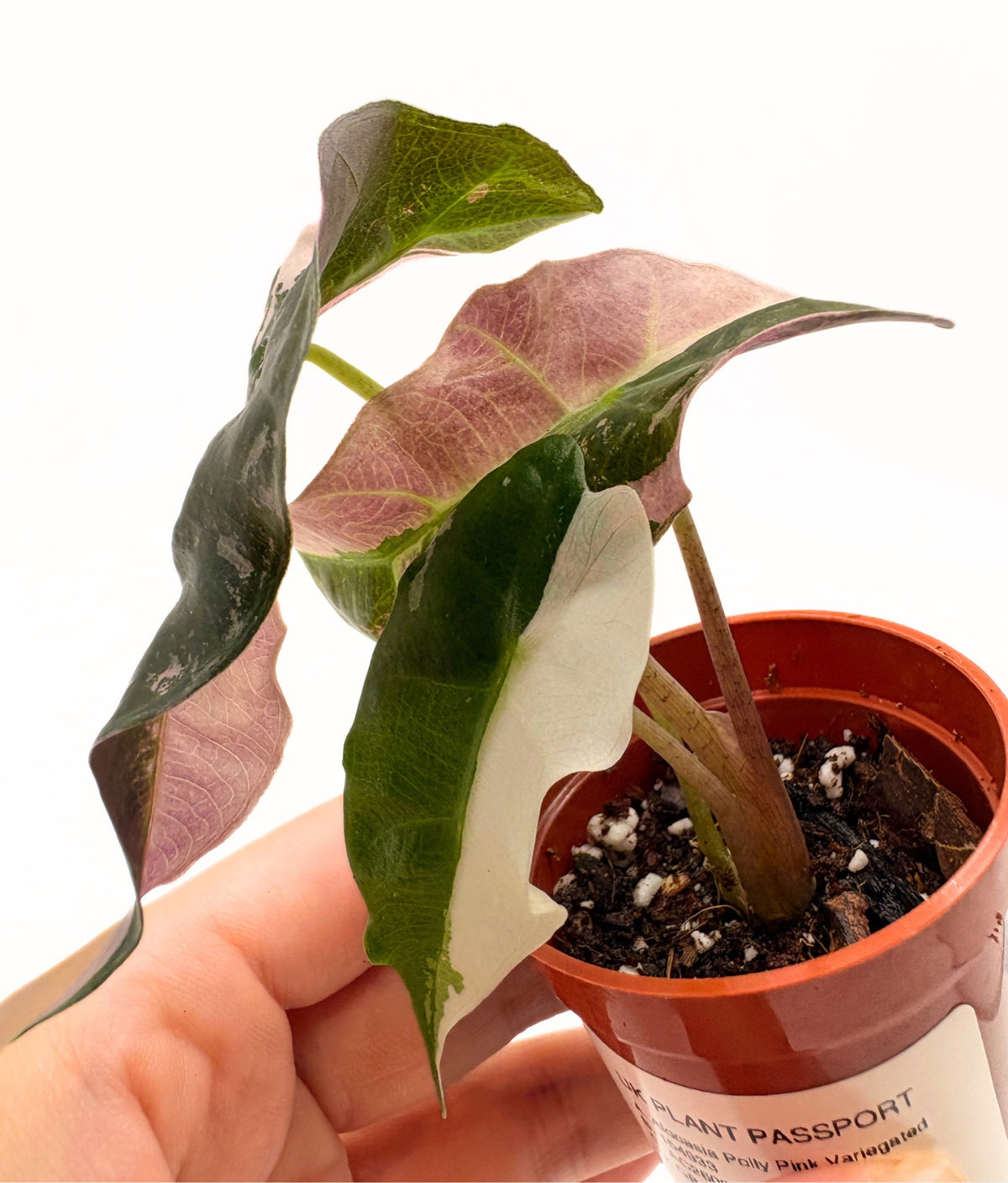 Alocasia Polly Pink Variegated #4 exact plant photo 4