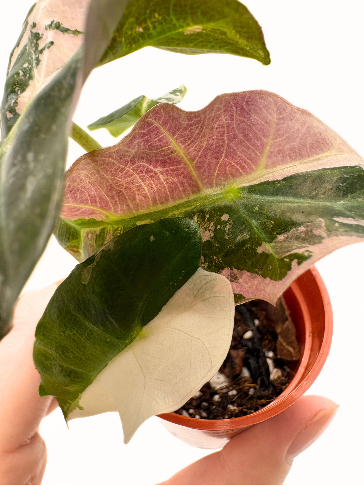 Alocasia Polly Pink Variegated #4 exact plant photo 5