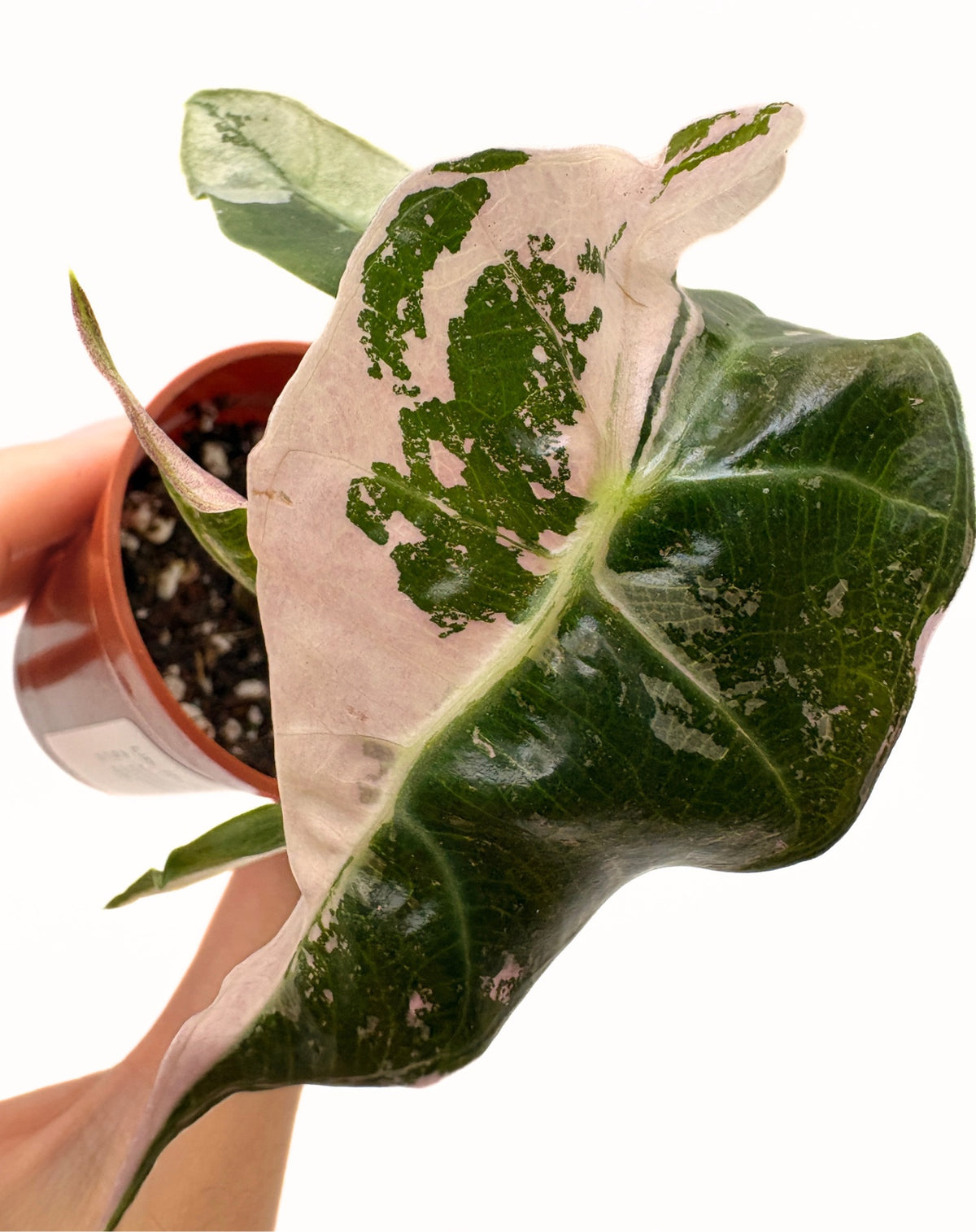 Alocasia Polly Pink Variegated #4 exact plant photo 1