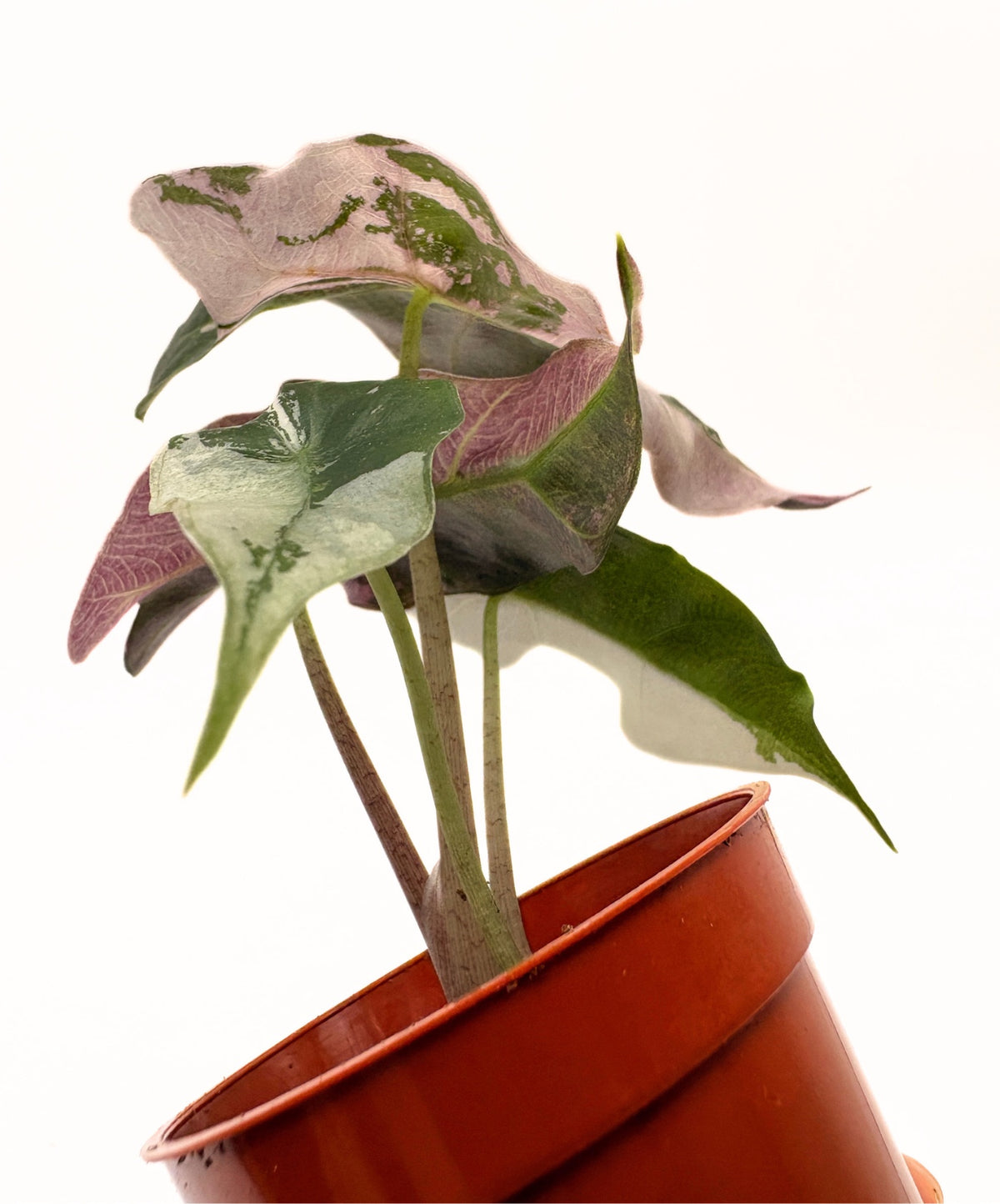 Alocasia Polly Pink Variegated #4 exact plant photo 6