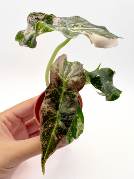Alocasia Polly Pink Variegated #1 exact plant photo 5