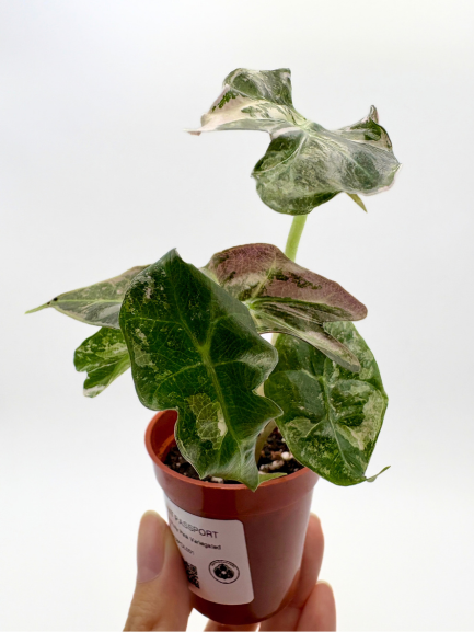 Alocasia Polly Pink Variegated #1 exact plant photo 6