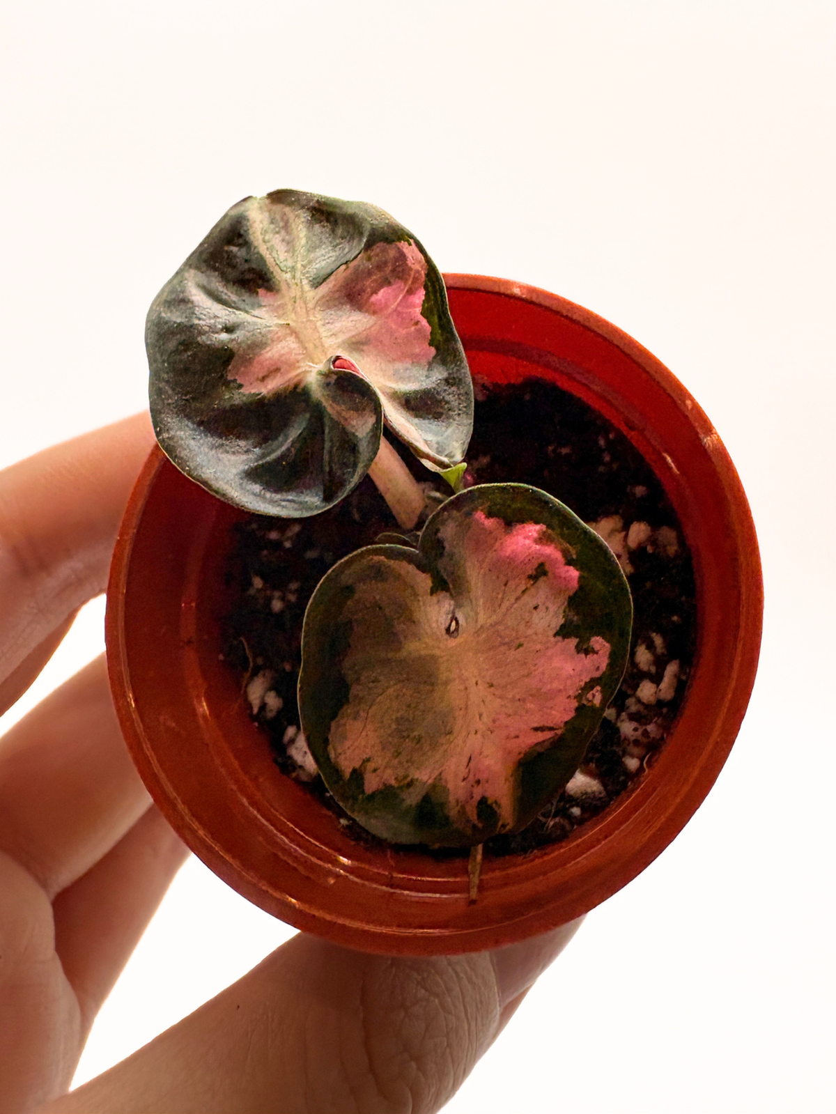 Alocasia Balloon Heart Pink Variegated #2 — photo 2