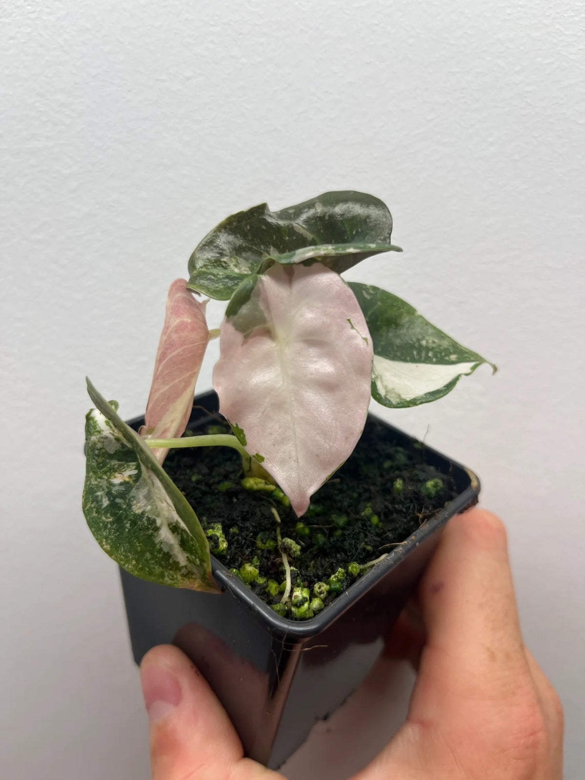 Alocasia Cuprea Super Pink Variegated #05