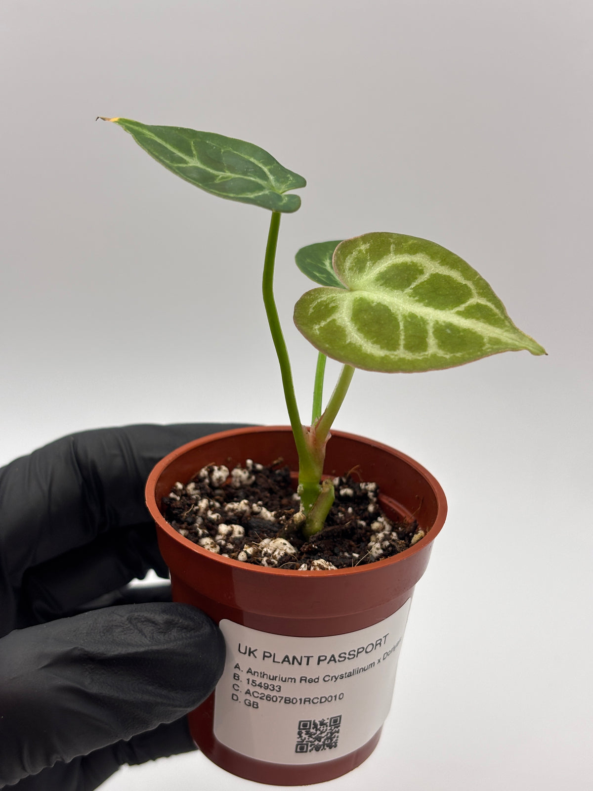 Anthurium Red Crystallinum x Dorayaki #10 exact plant photo 2