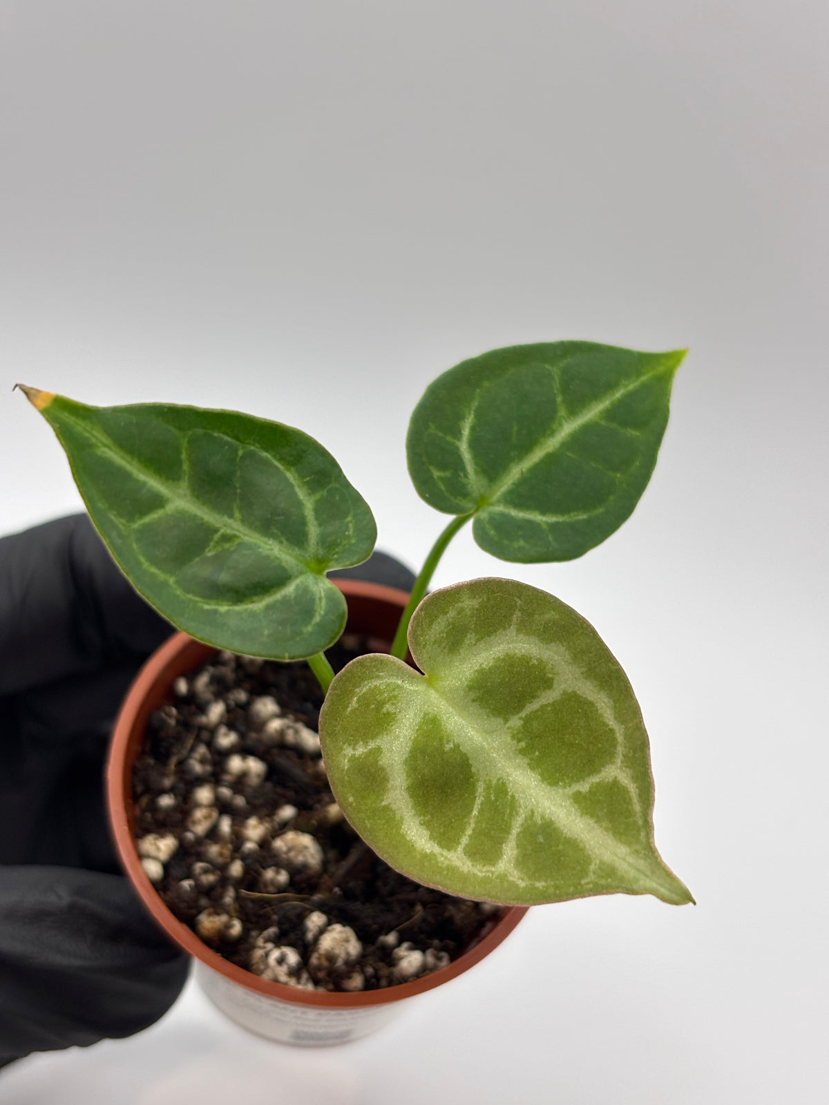 Anthurium Red Crystallinum x Dorayaki #10 exact plant photo 3