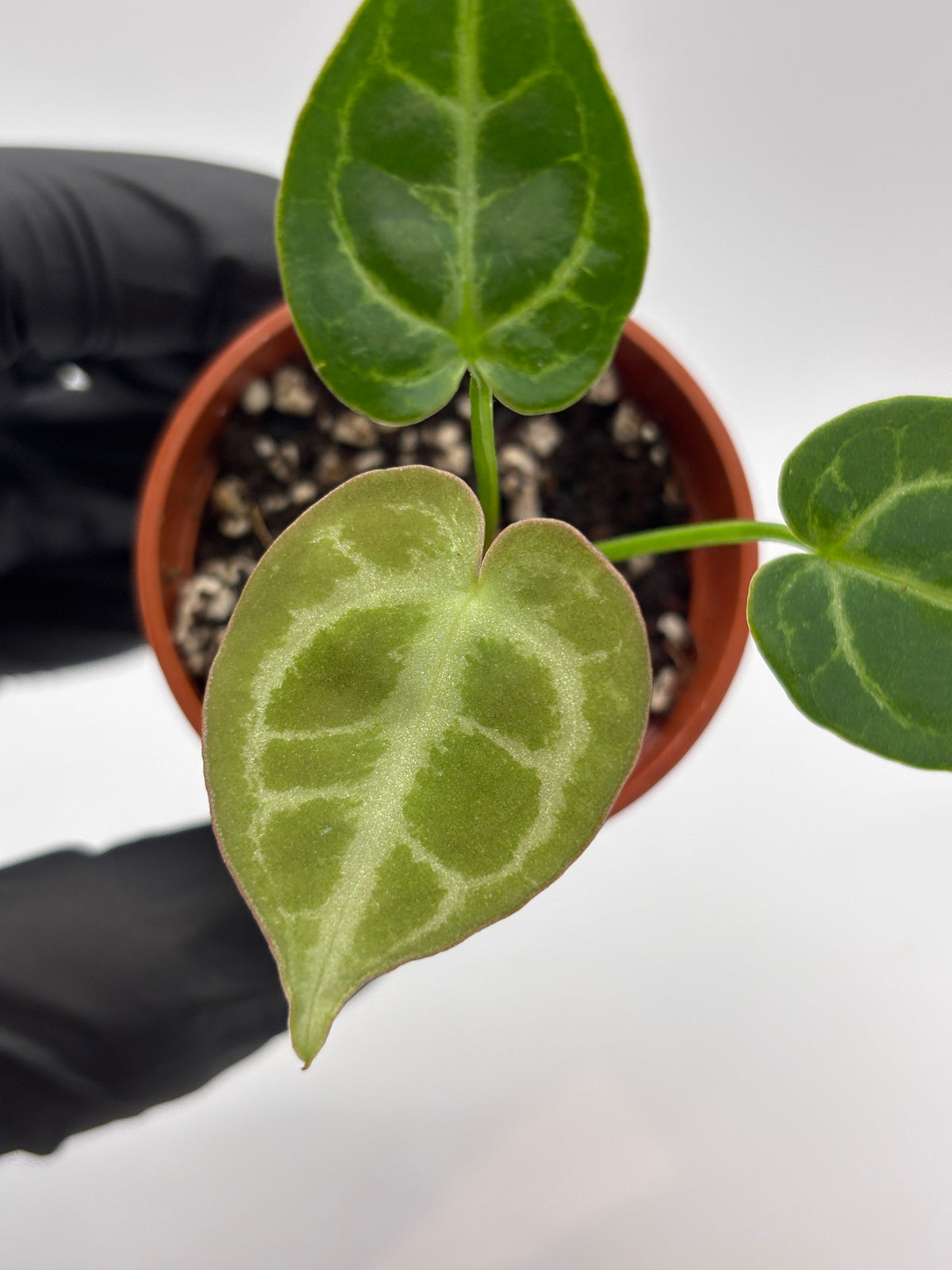 Anthurium Red Crystallinum x Dorayaki #10 exact plant photo 1