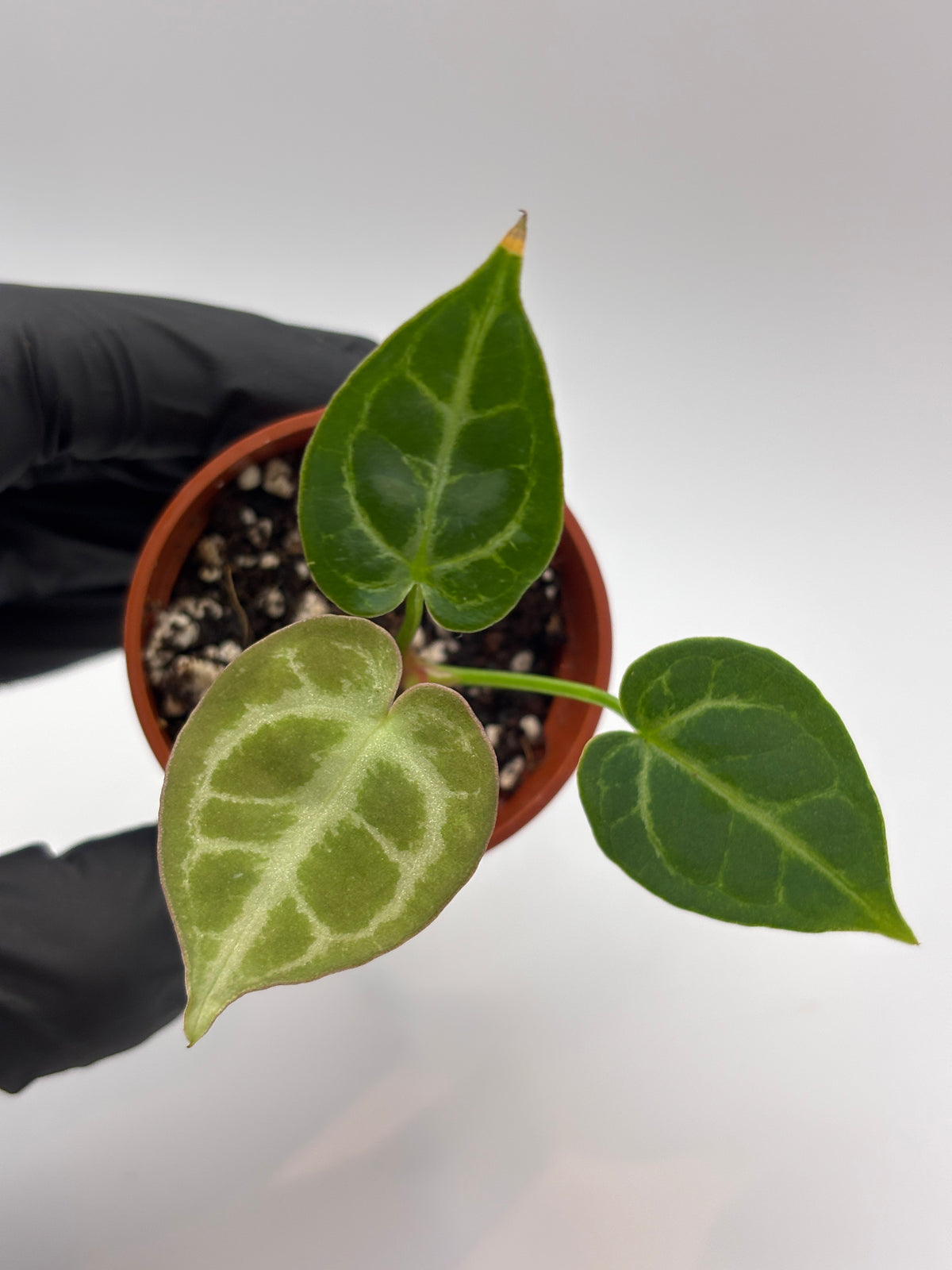 Anthurium Red Crystallinum x Dorayaki #10 exact plant photo 4