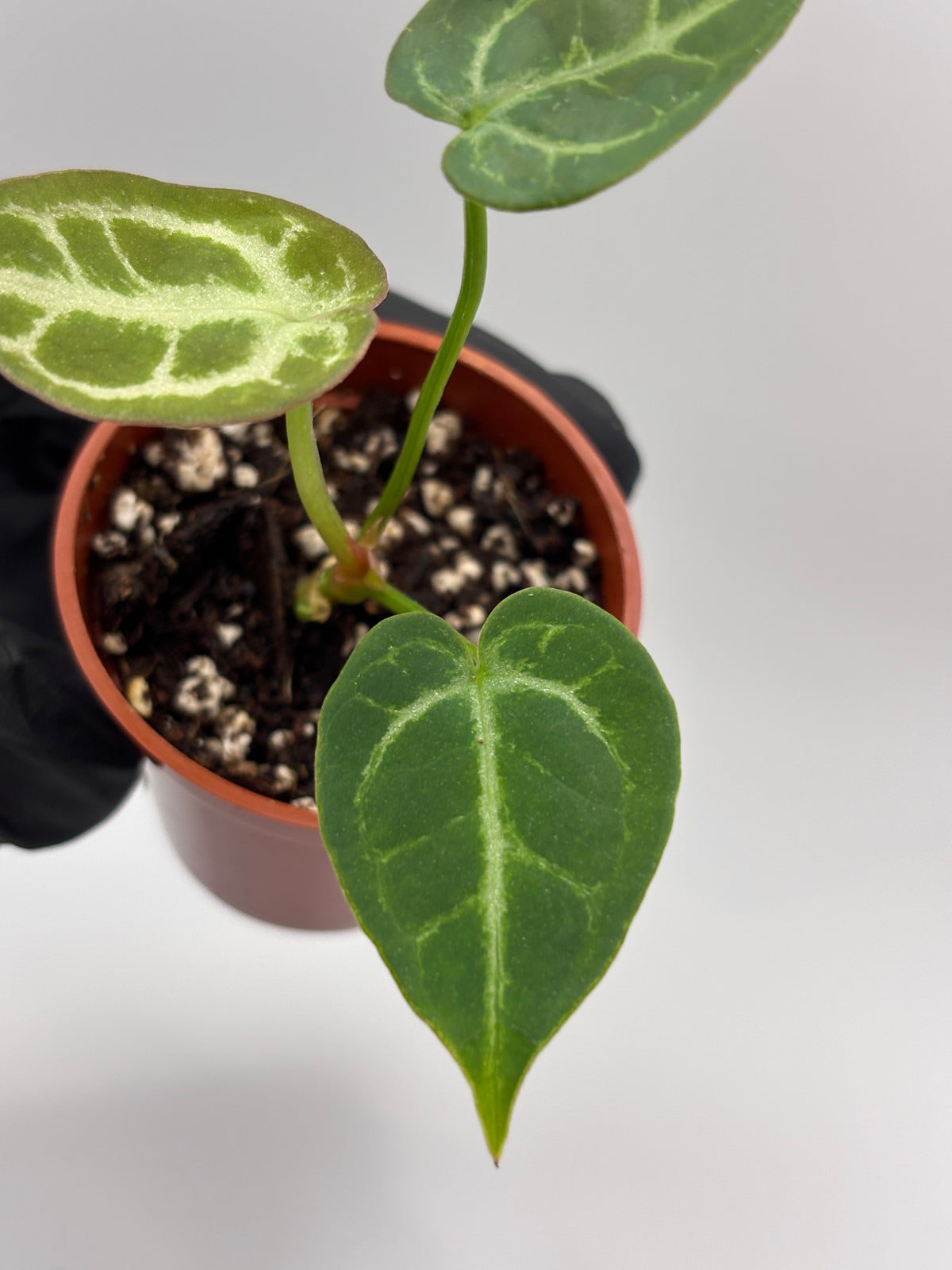 Anthurium Red Crystallinum x Dorayaki #10 exact plant photo 5