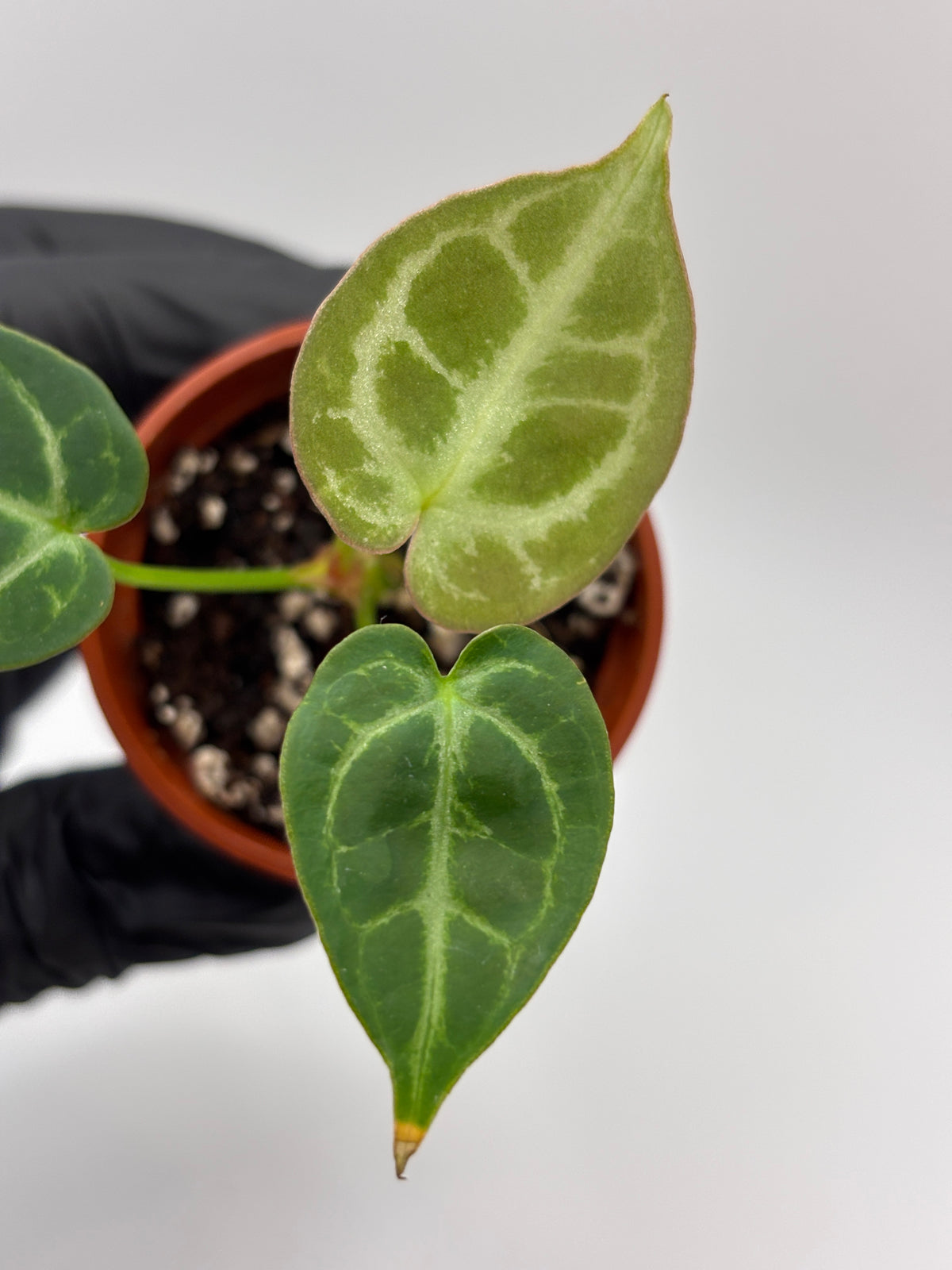 Anthurium Red Crystallinum x Dorayaki #10 exact plant photo 6